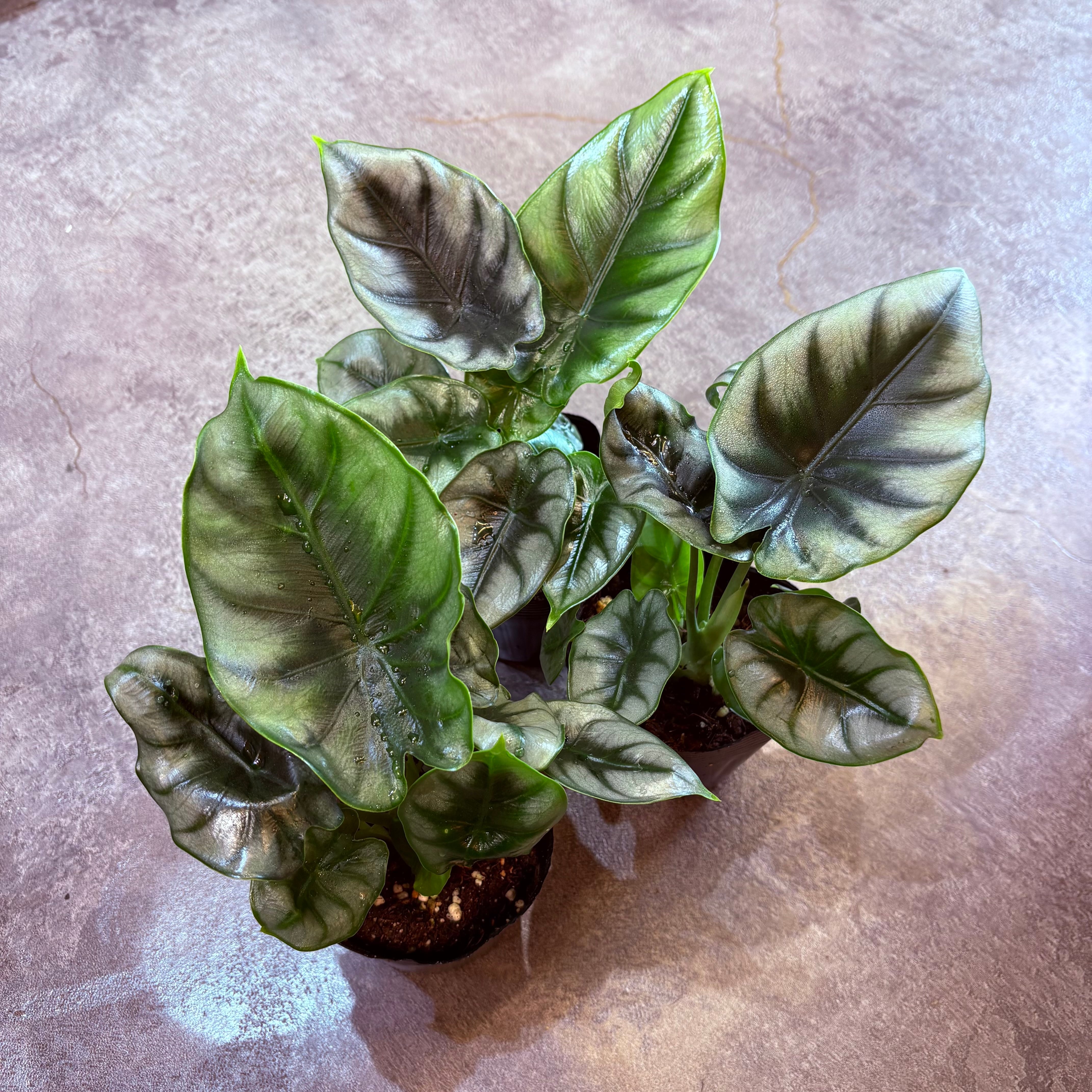 アロカシア リバーサ 3.5号 | Green Vibes 宇都宮市の観葉植物専門店