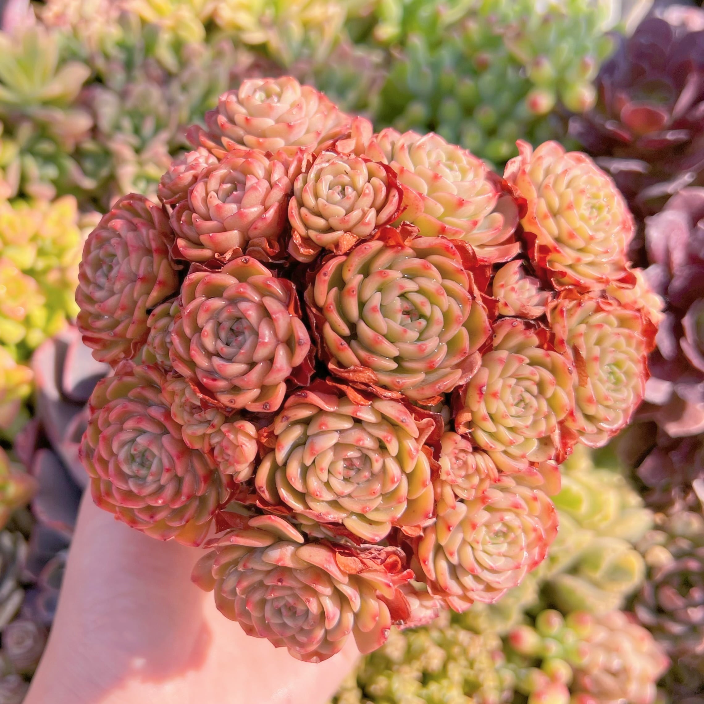 現品　シュガーベイビー#A06   群生　新入荷　るる農園