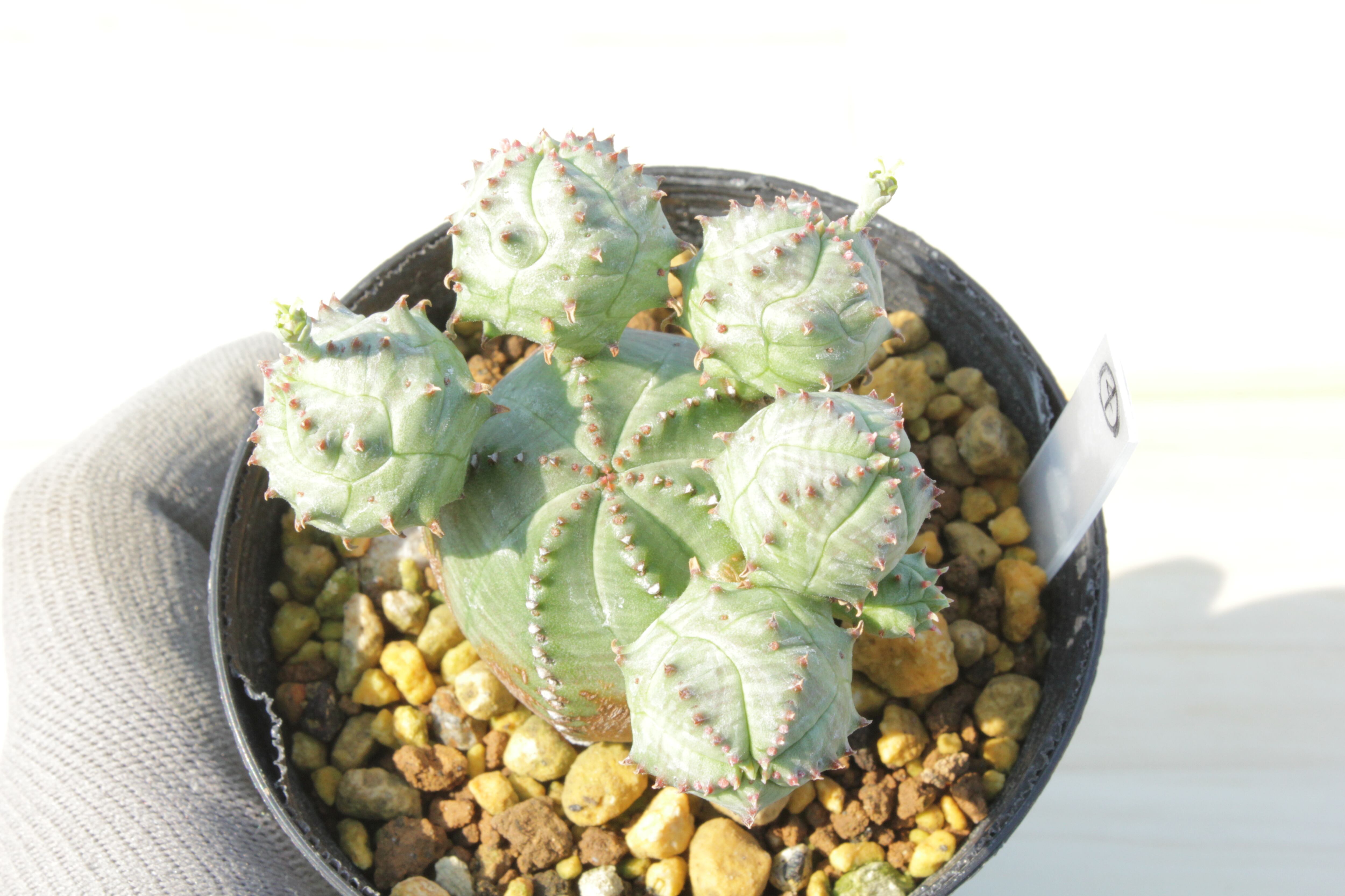 ユーフォルビア・オベサブロウ ⑭ 子株付き（抜き苗発送） | Pay ID