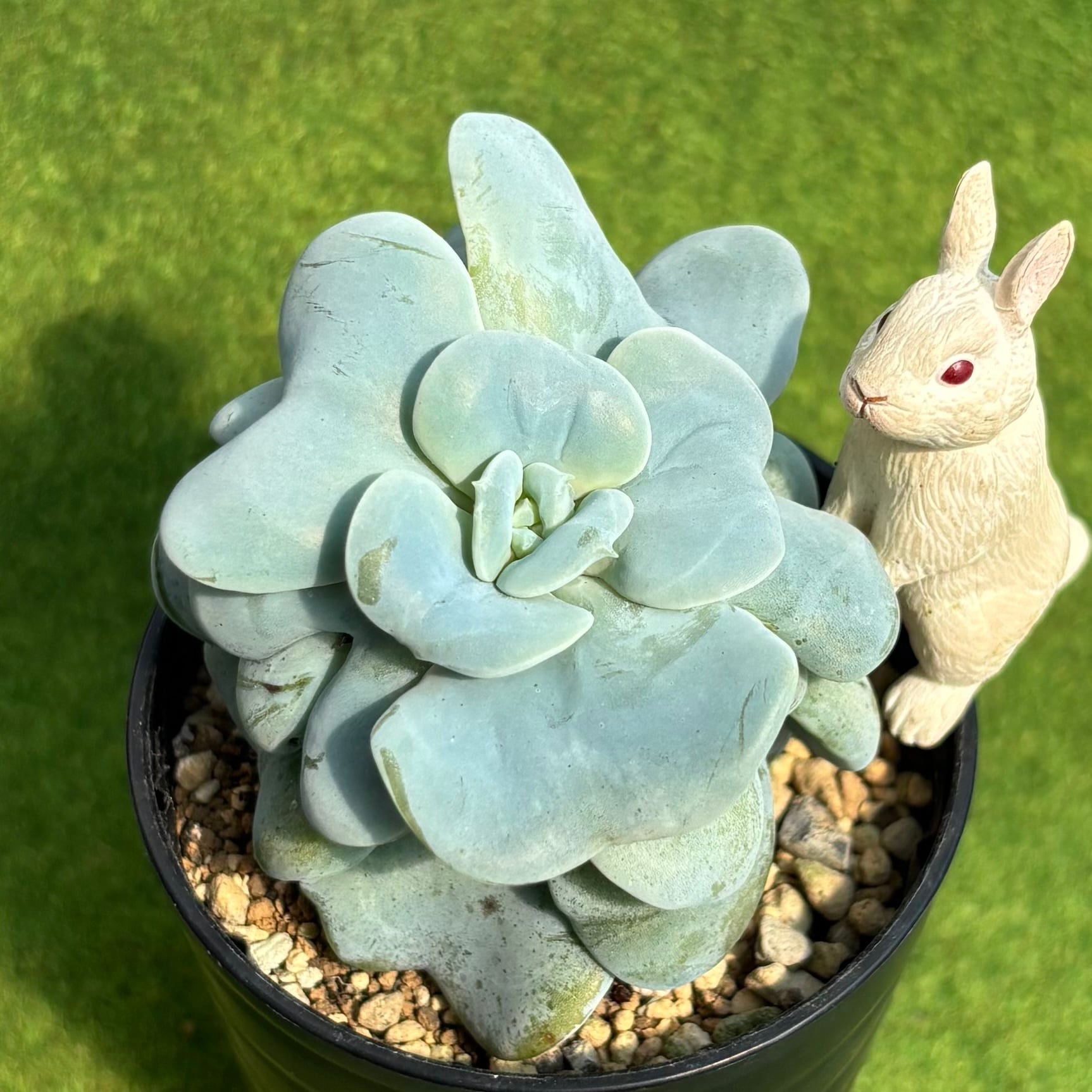ピーチ姫（ブロンズ姫錦） | 多肉植物 豆彦商店