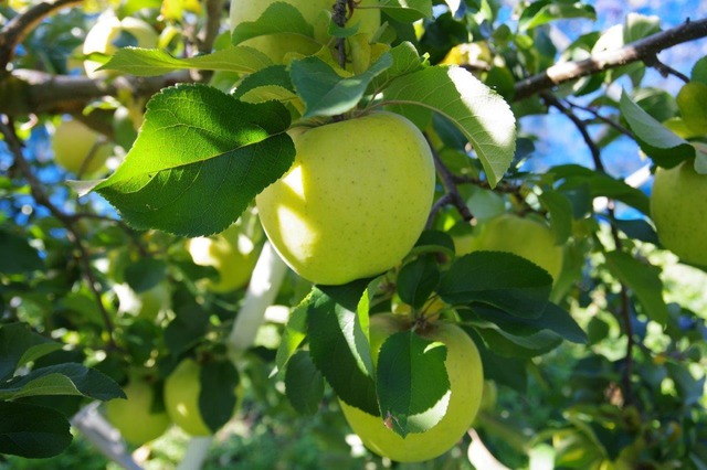 ぐんま名月 １０ｋｇ家庭用