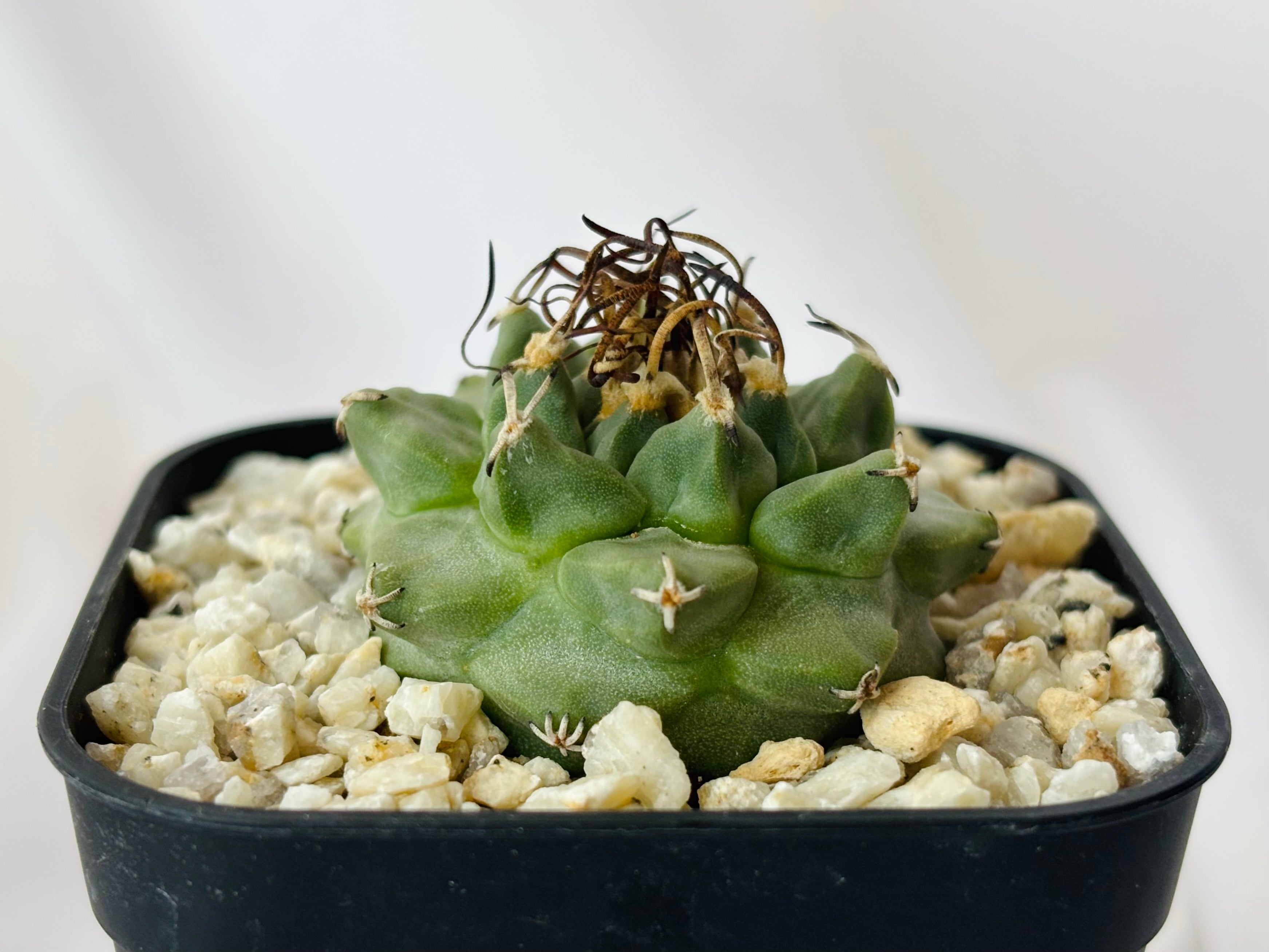 Turbinicarpus alonsoi ツルビニカルプス アロンソイ サボテン
