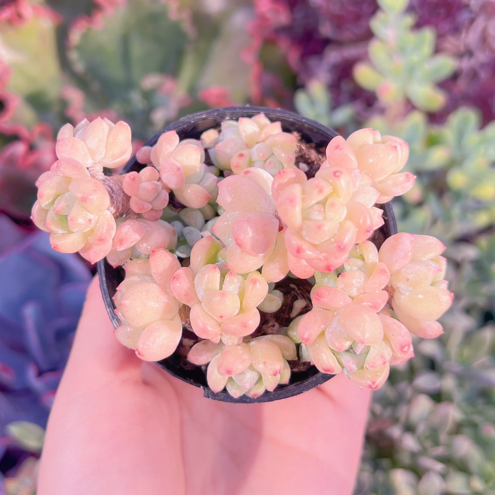 現品　千本桜#K588　群生　るる農園