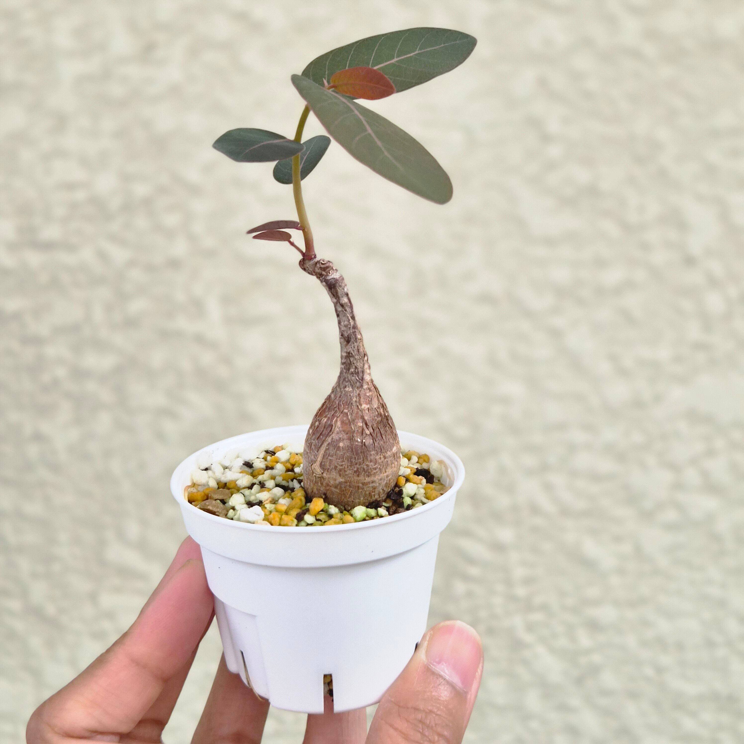 ⑮Sサイズ〚フィランサス・ミラビリス〛Phyllanthus Mirabilis 塊根植物 コーデックス ポット発送