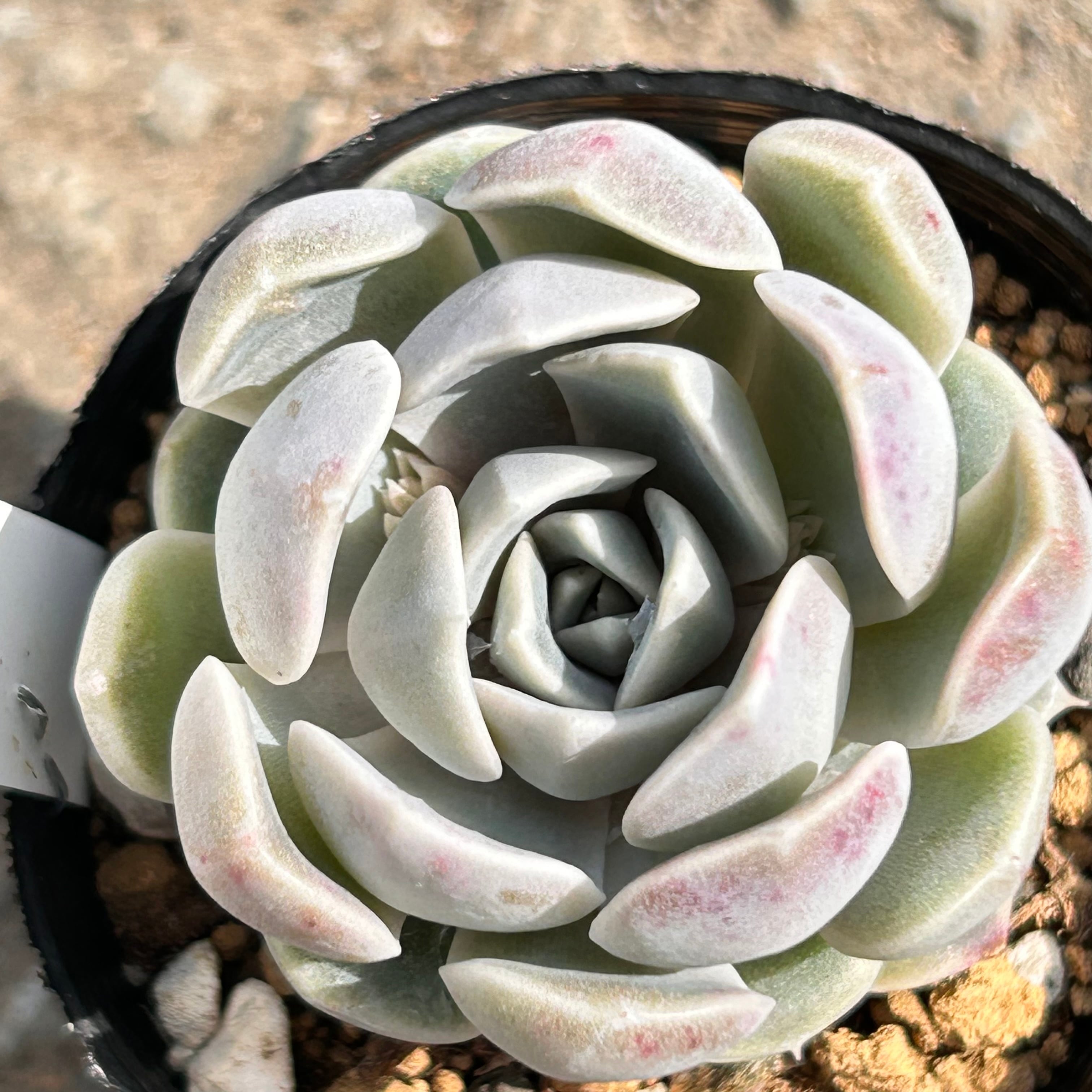 スノーバニー | RuPo 多肉植物専門店