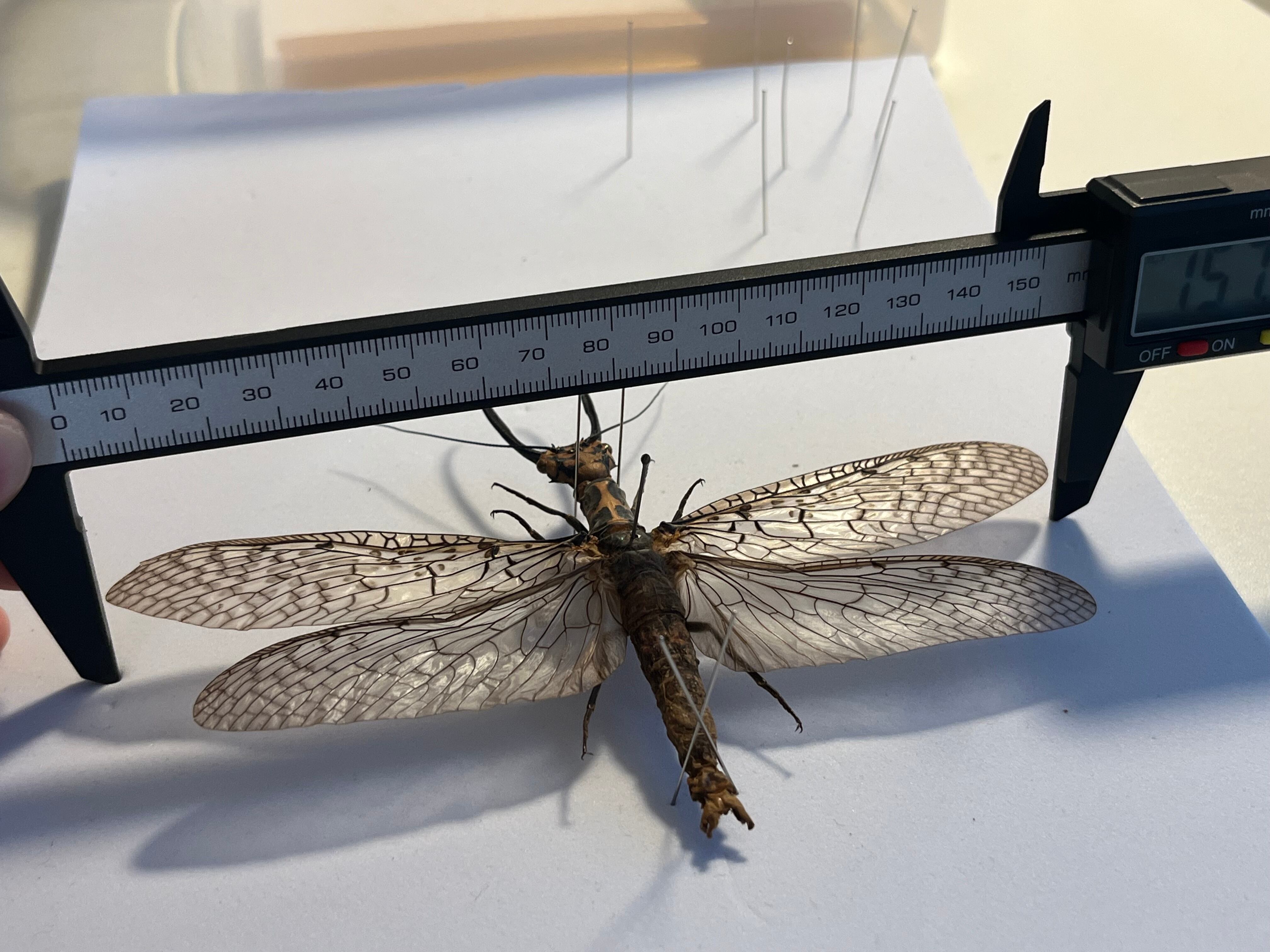 蜻蛉希少種】キマダラオオキバヘビトンボ オオアゴヘビトンボ 昆虫標本