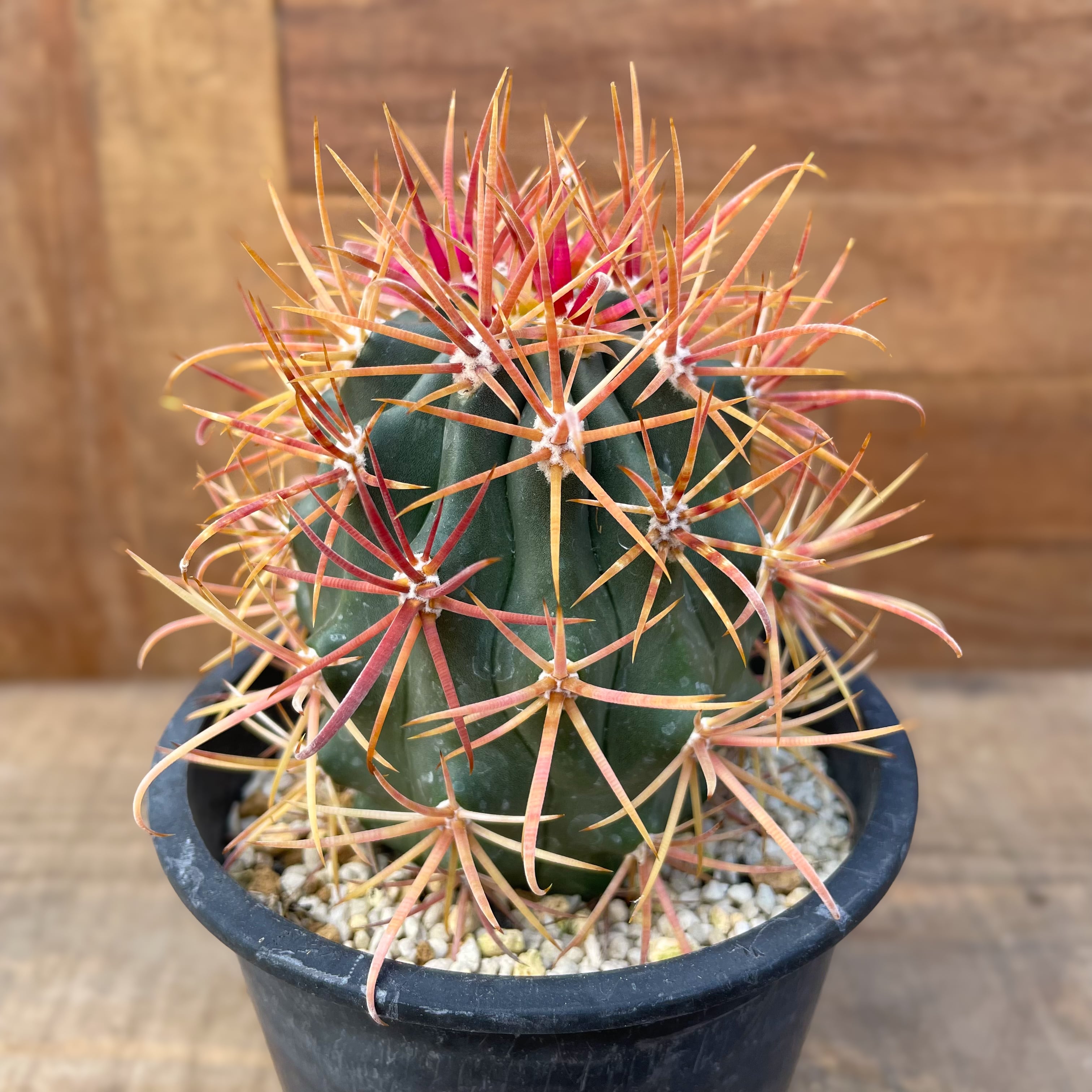 Ferocactus chrysacahthus【フェロカクタス・赤刺金冠竜】 | RIMO