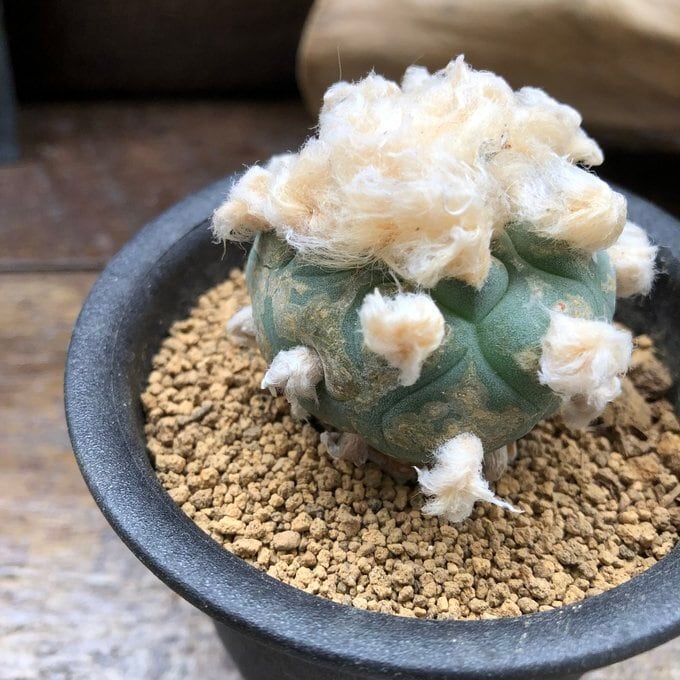 鳥羽玉】ロフォフォラ ペヨーテ サボテン 多肉植物 ロホホラ | 植物の