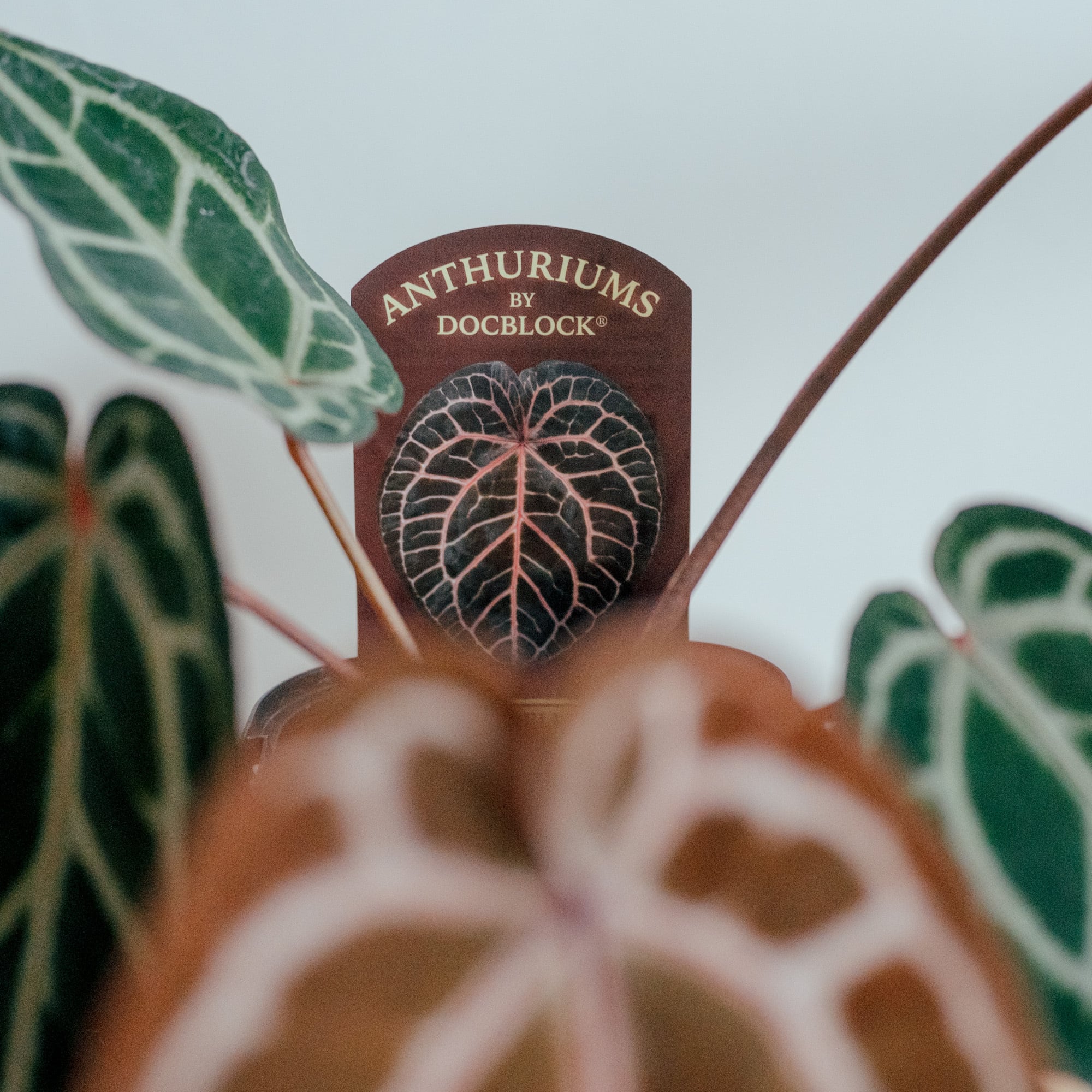 アンスリウム・ミシェル（Anthurium 'Michelle'）_250803 | MERAKI