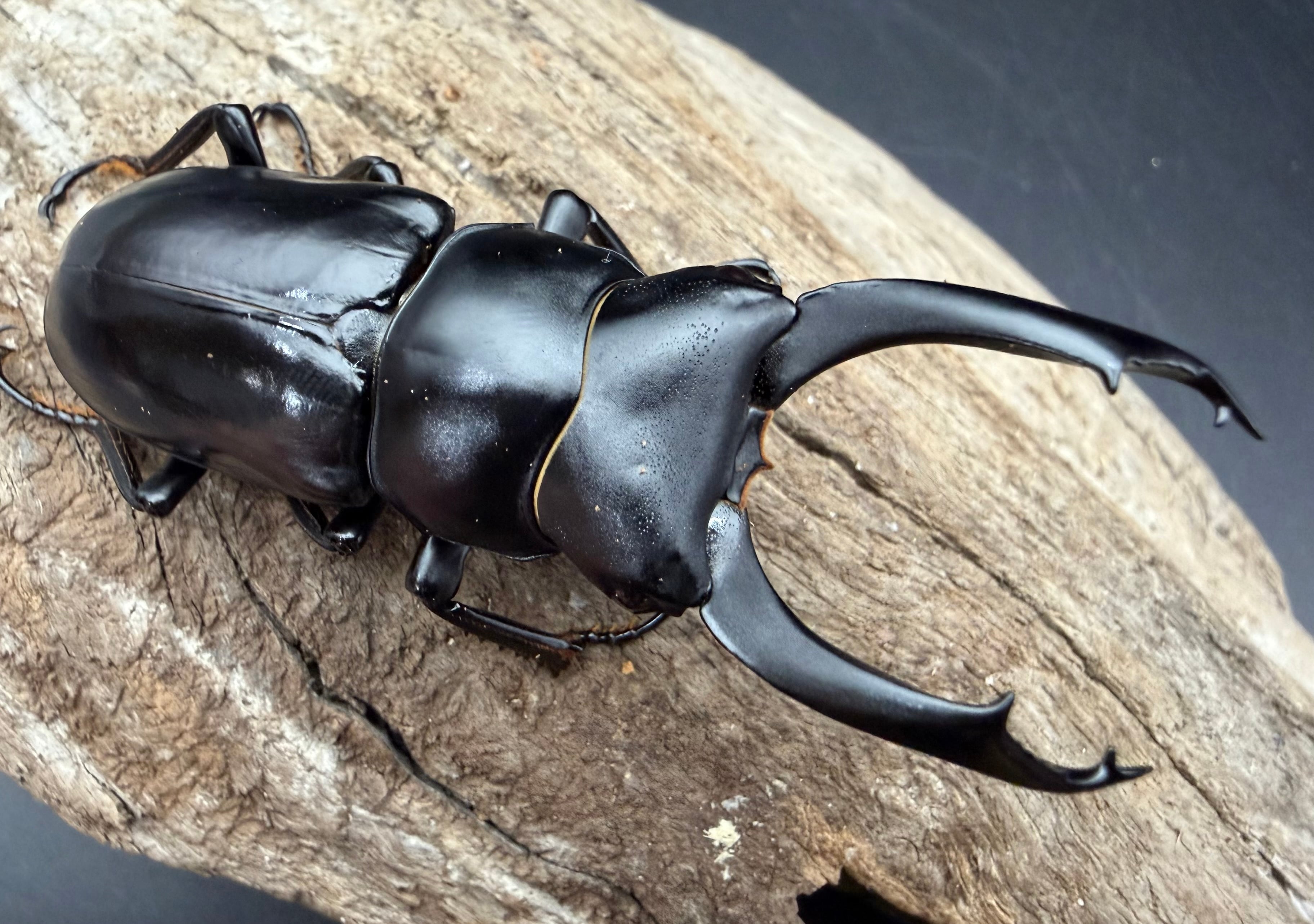 コクワガタの仲間 | KPW公式オンラインショップ