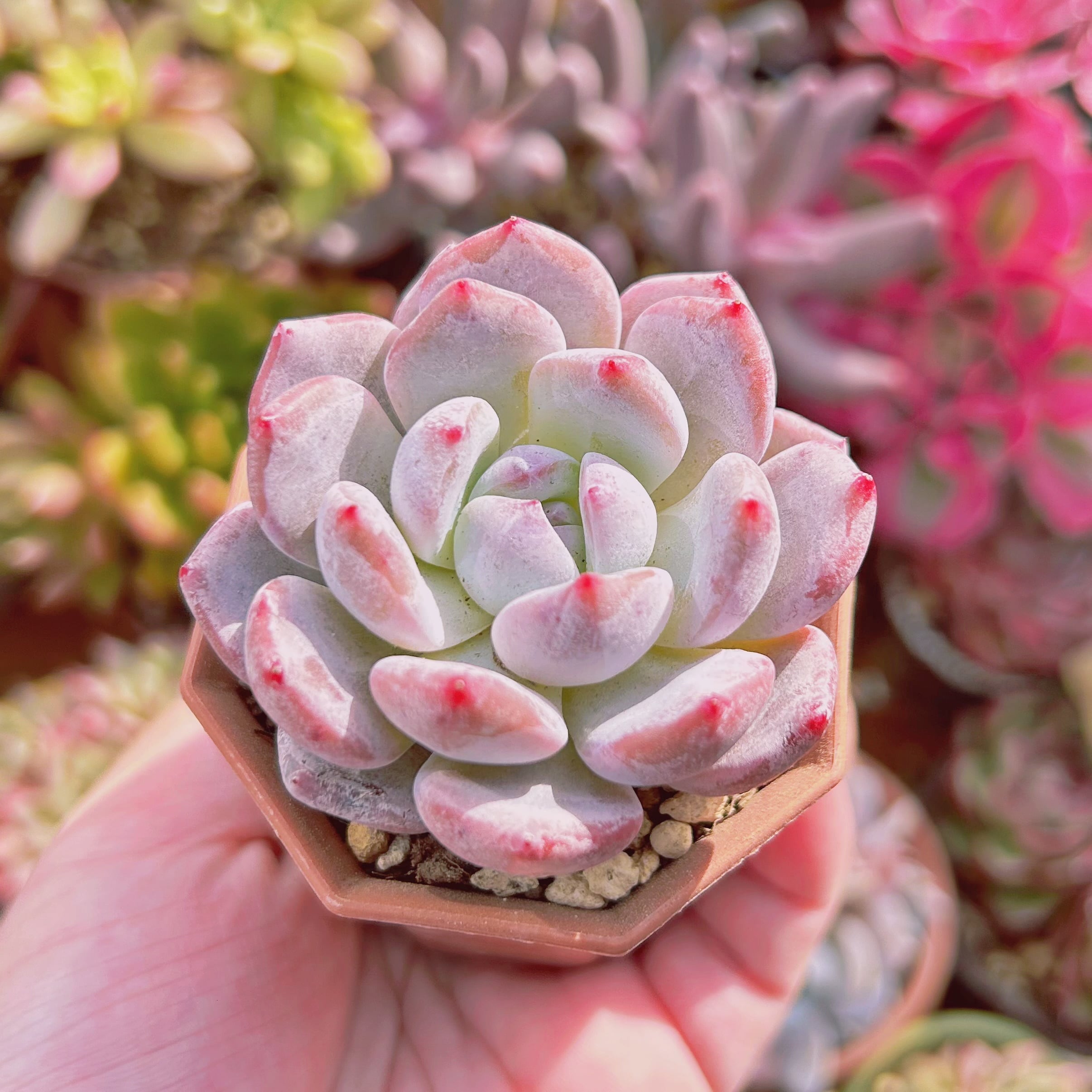 多肉植物 Echeveria レッドモンロー | るる農園~多肉植物専門