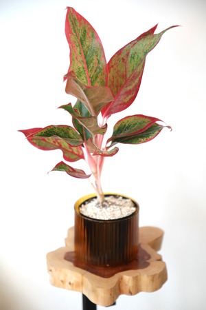 【M】アグラオネマ レッドオーロラ/Aglaonema Red Aurora　※ガラス鉢カバー付き