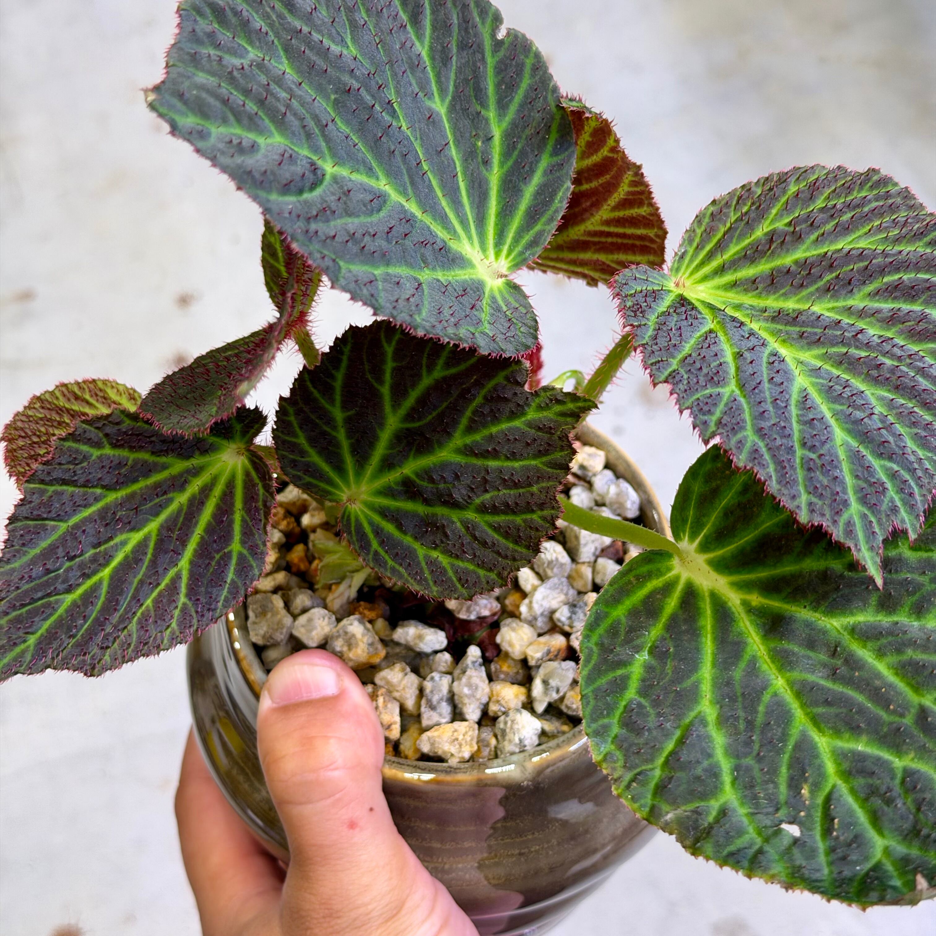 ベゴニア・クロロネウラ | barrelplants_BONSAI
