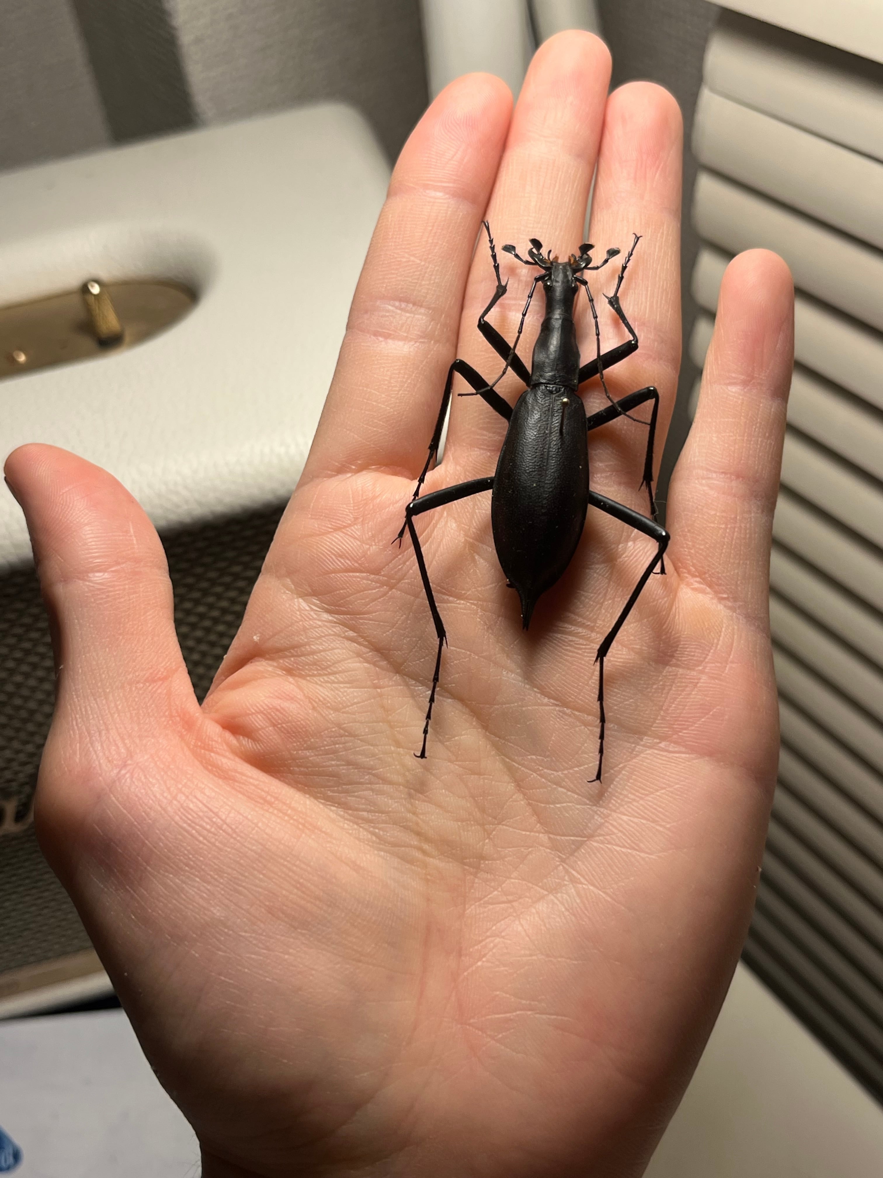 蝸牛被最大種】フクエマイマイカブリ ホンマイマイカブリ 昆虫標本