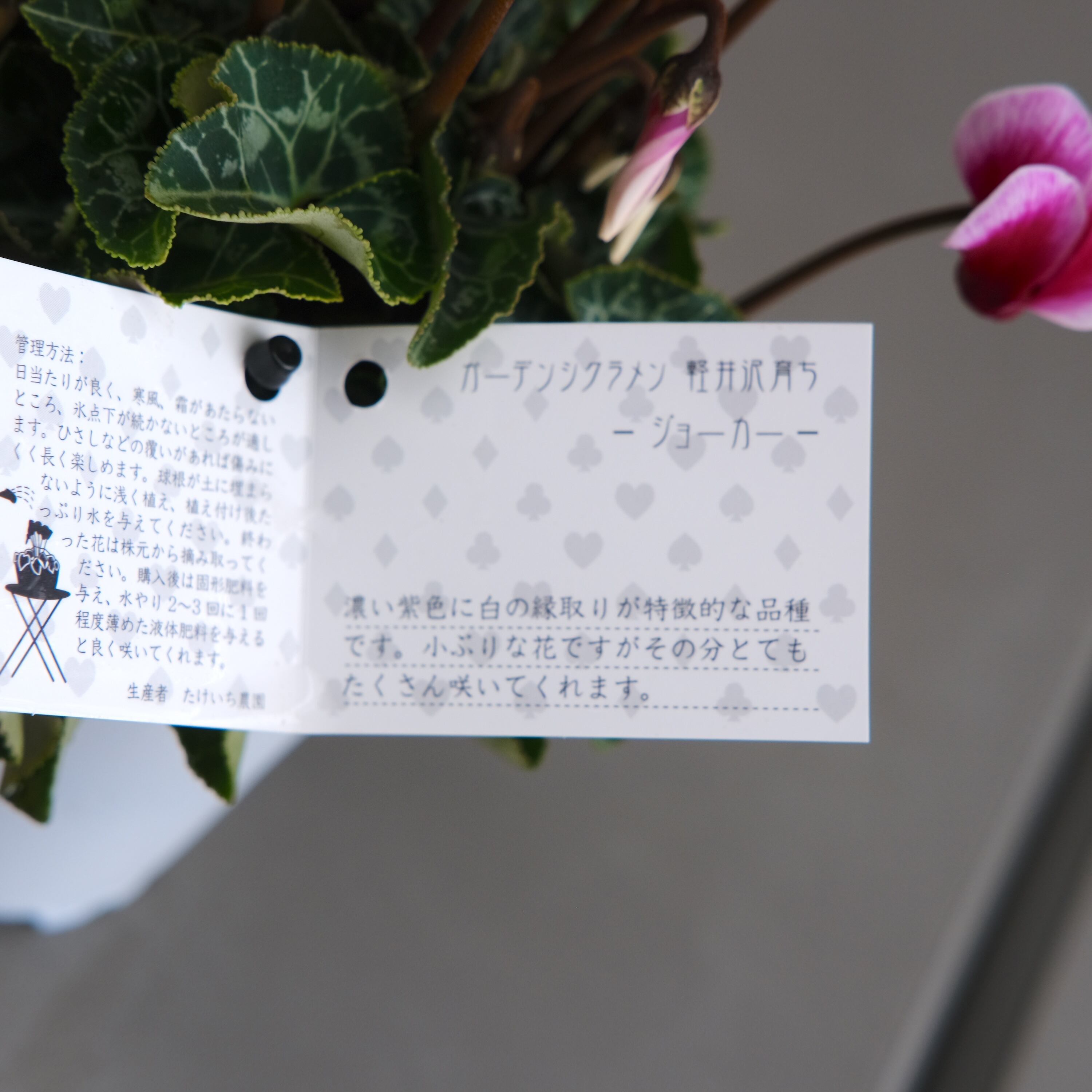 ガーデンシクラメン《 ジョーカー 》軽井沢育ち 3号鉢 | グリーン