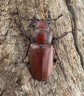 【WD】《スズムラホソアカ ロハス産 39mm ペア》