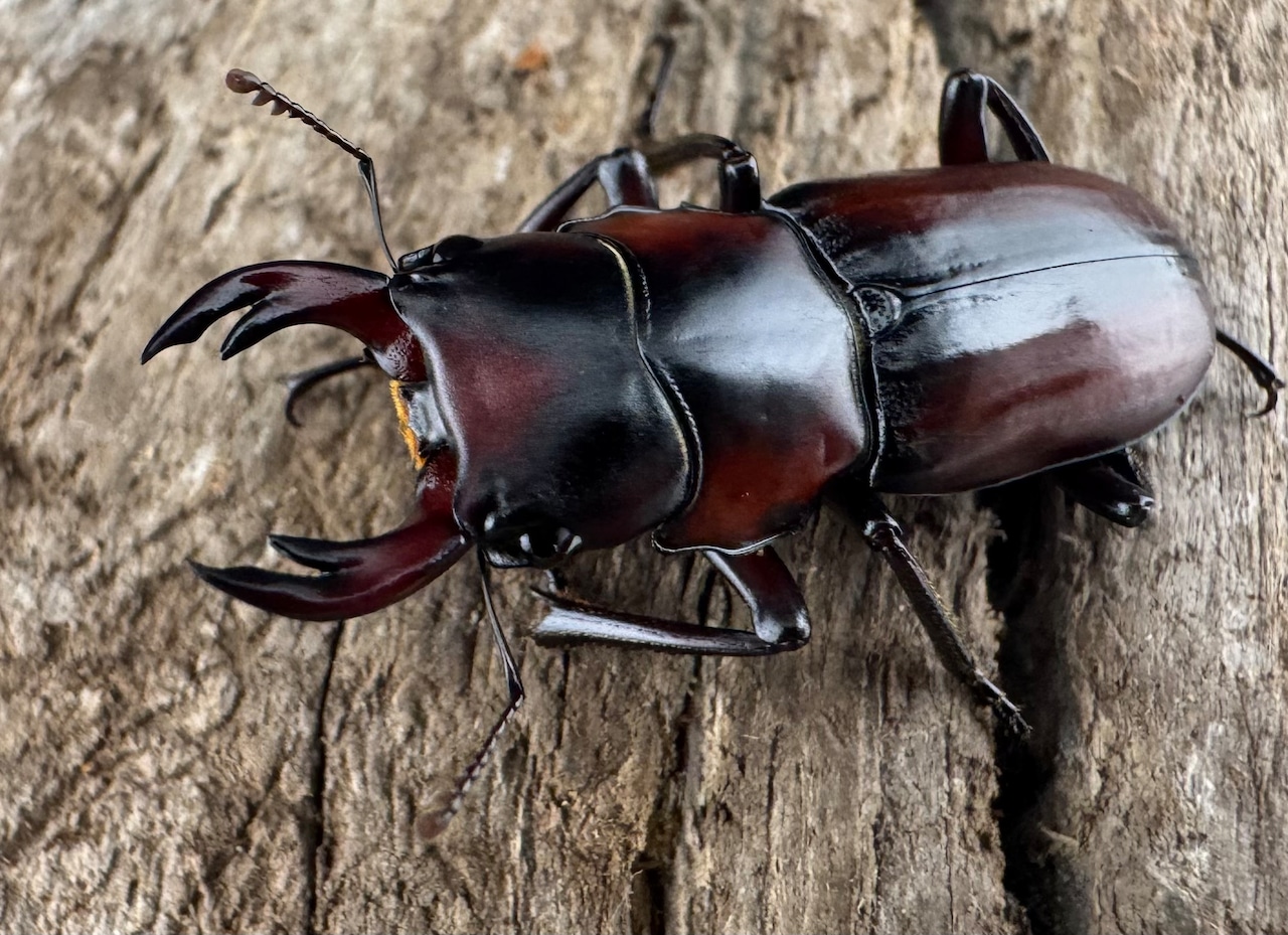 【WD】《アカヘリセスジ 28mm ペア》