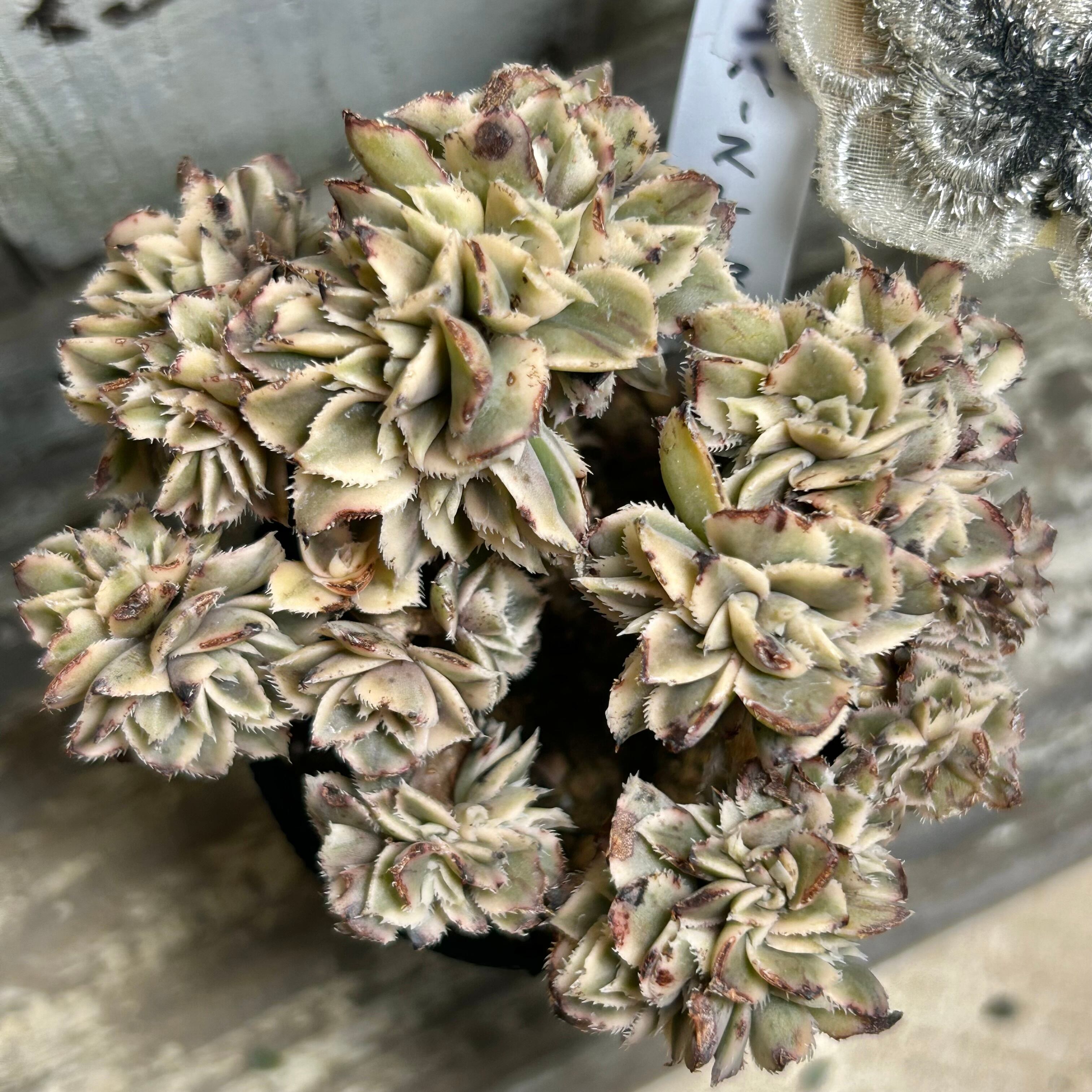 綴化 | RuPo 多肉植物専門店