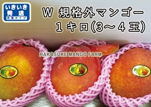 W【いきいき発送】規格外アップルマンゴー　1キロ　【送料無料】