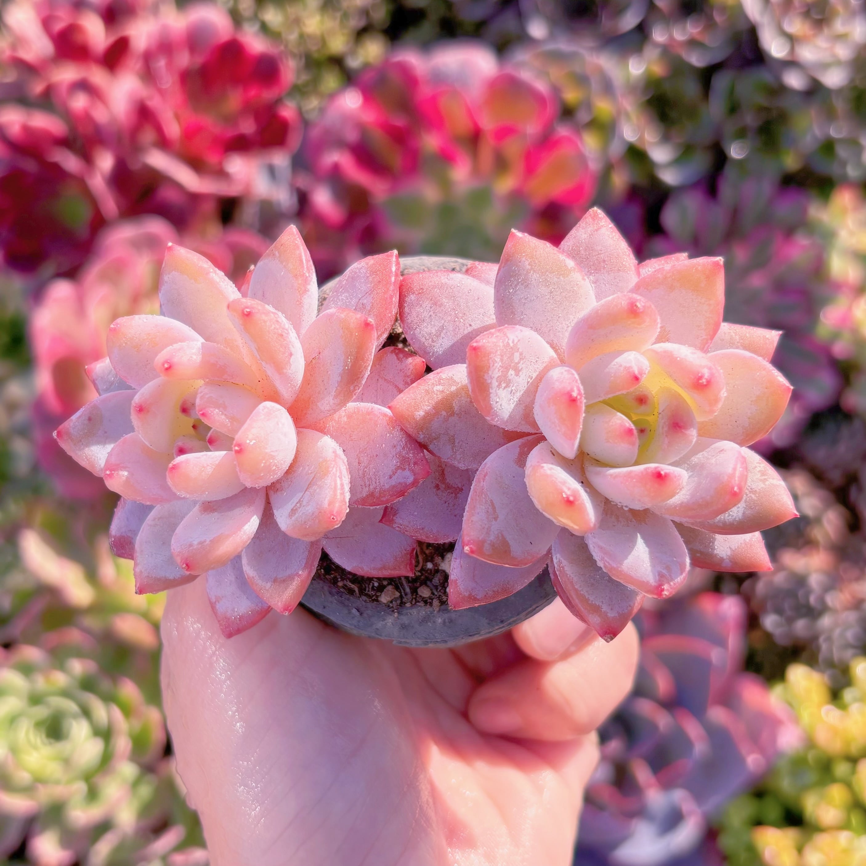 多肉植物 Echeveria 新品種 ブラッドブリアナxスノーフィールド 3～4頭