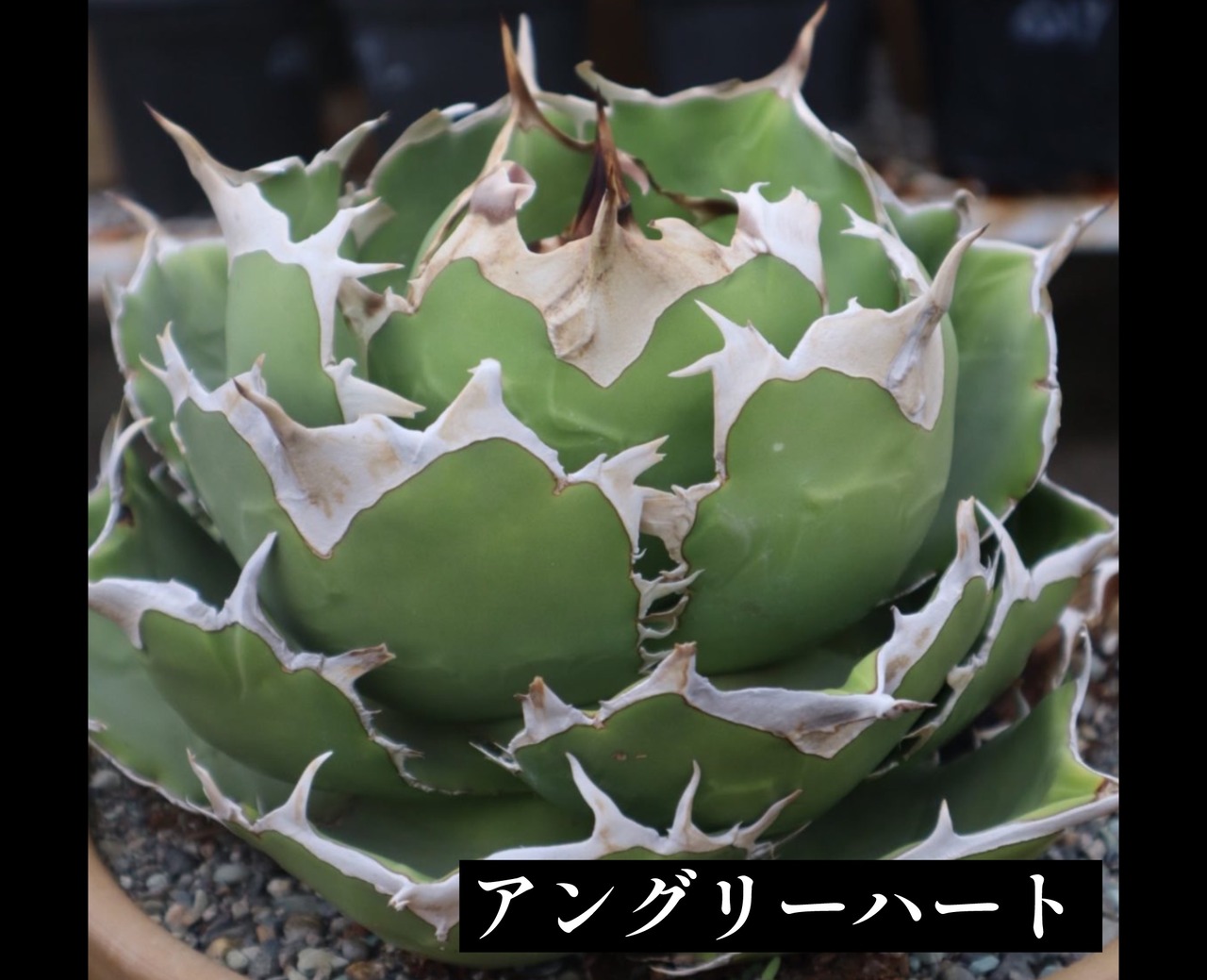 アガベ チタノタ アングリーハート【1090】