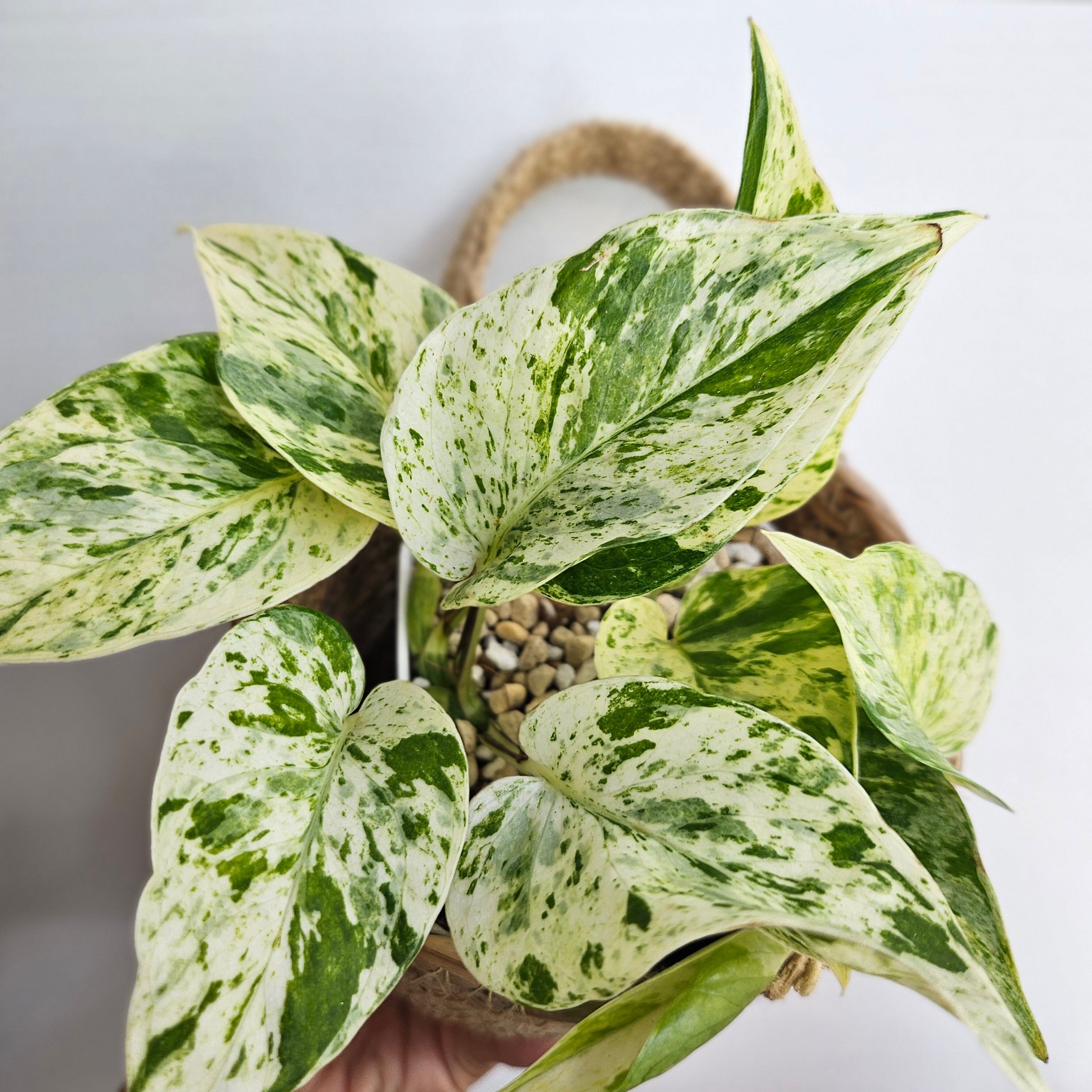 ②《ポトスマーブルクィーン》Pothos Mable Queen 観葉植物 ポトス