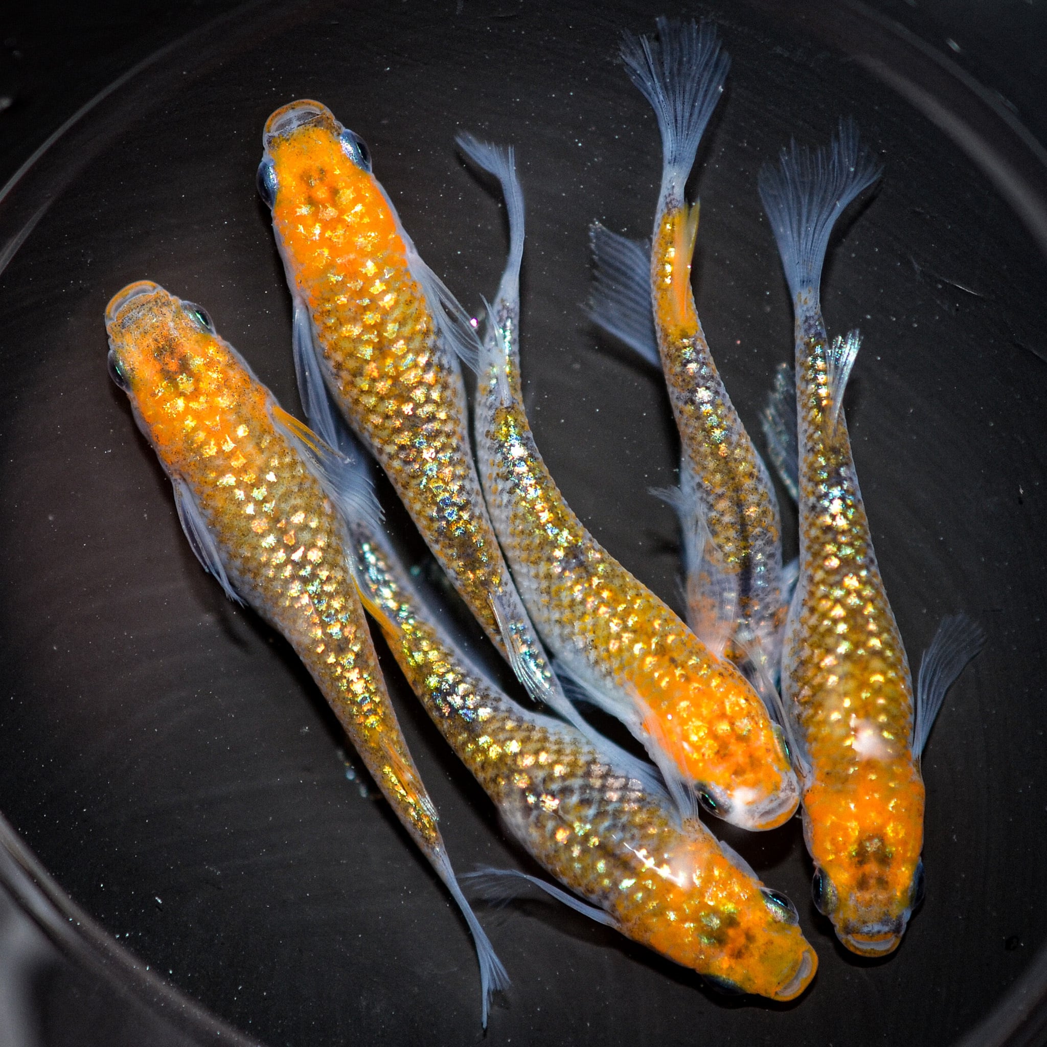 魚類、水生生物 ＜メダカファーム泉遠州＞ 王華 極上 若魚 メス2オス 