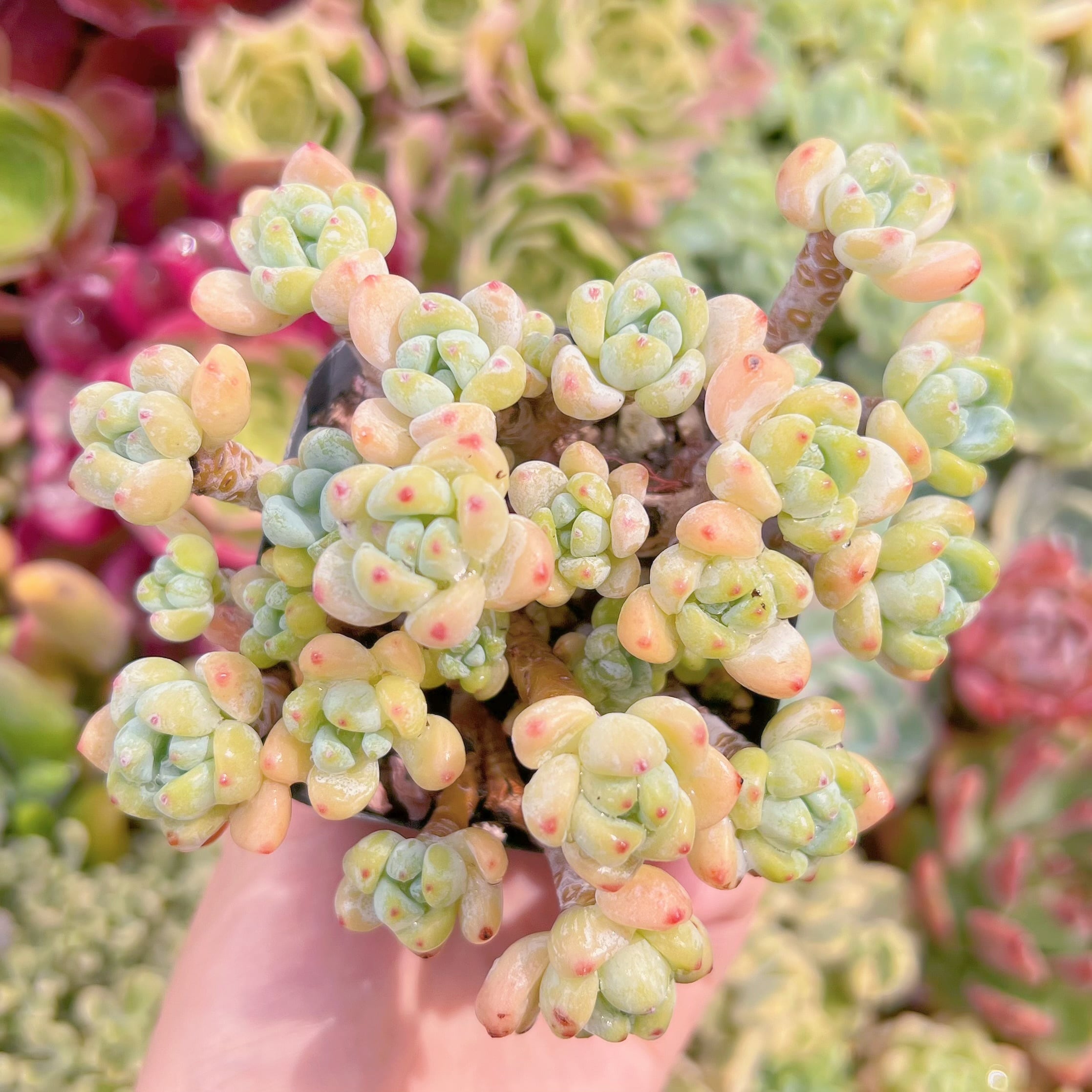 現品　ピンクラウル#2212　群生　るる農園