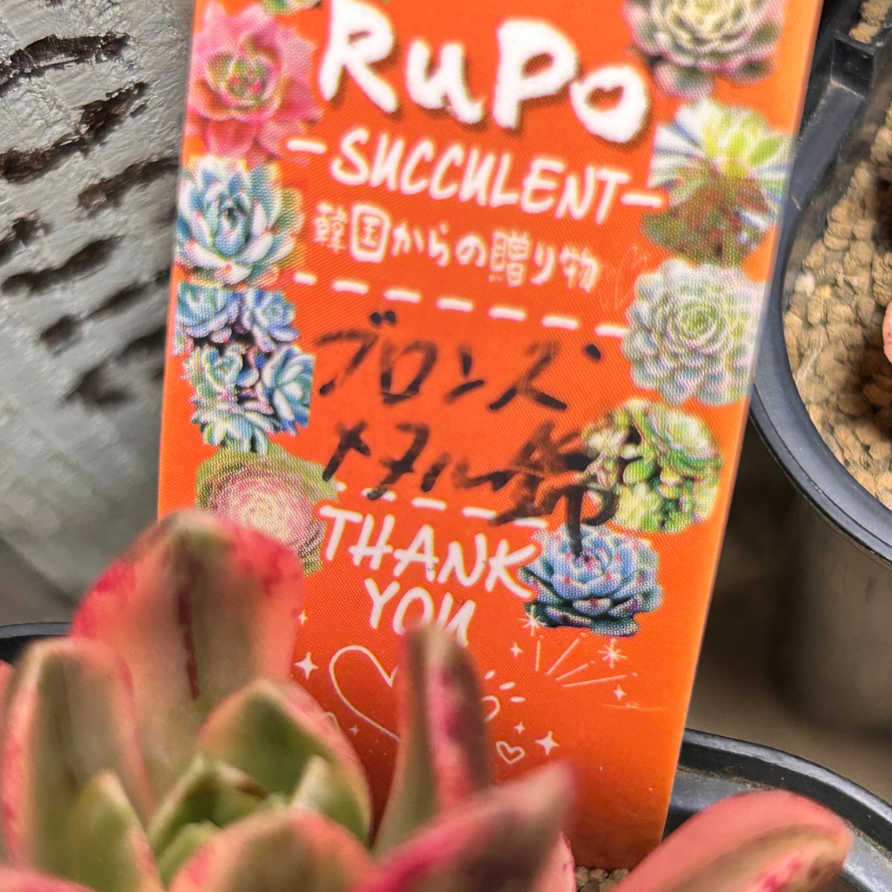ブロンズメタル(メダル)錦 アエオニウム | RuPo 多肉植物専門店