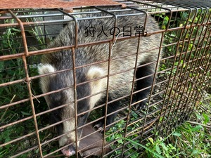 穴熊、たぬきガラ