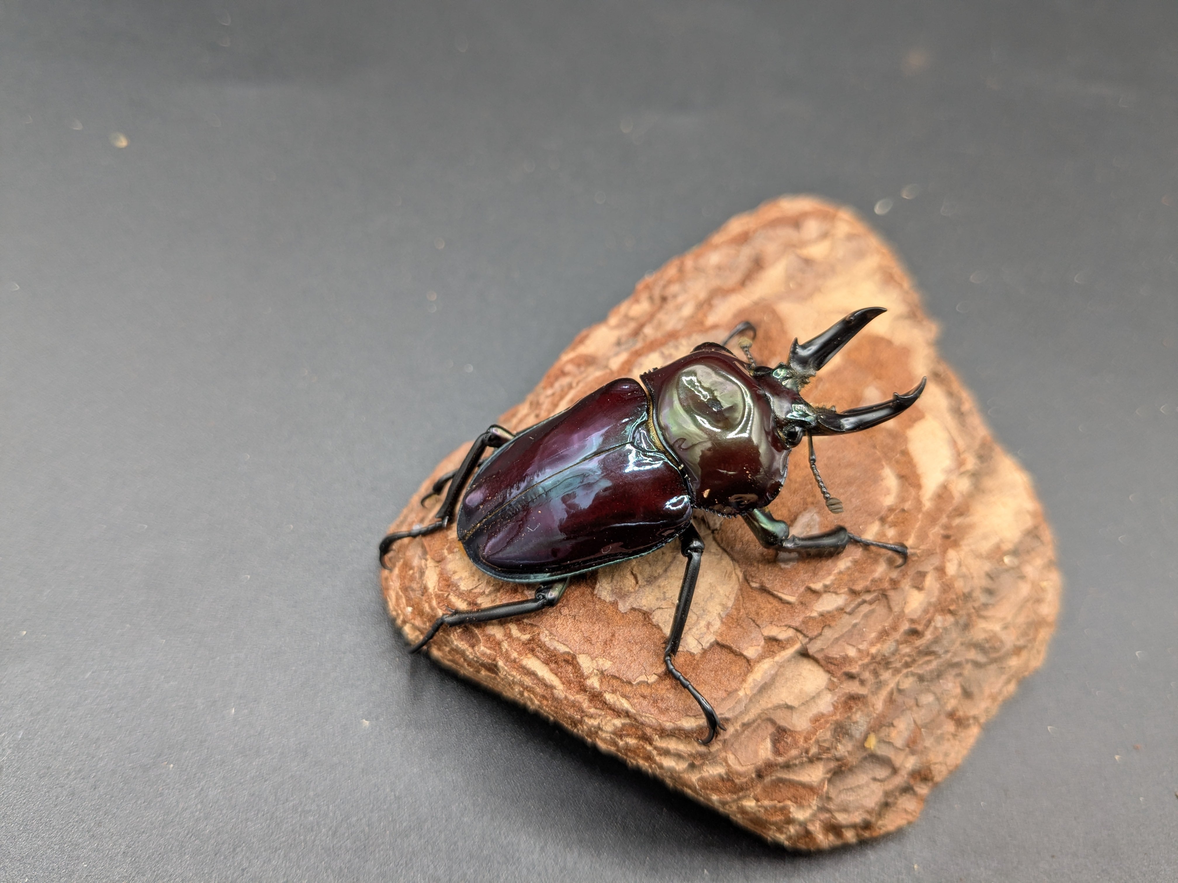 ニジイロクワガタ 紫紺ピカール ♂44mm♀37mmペア ②