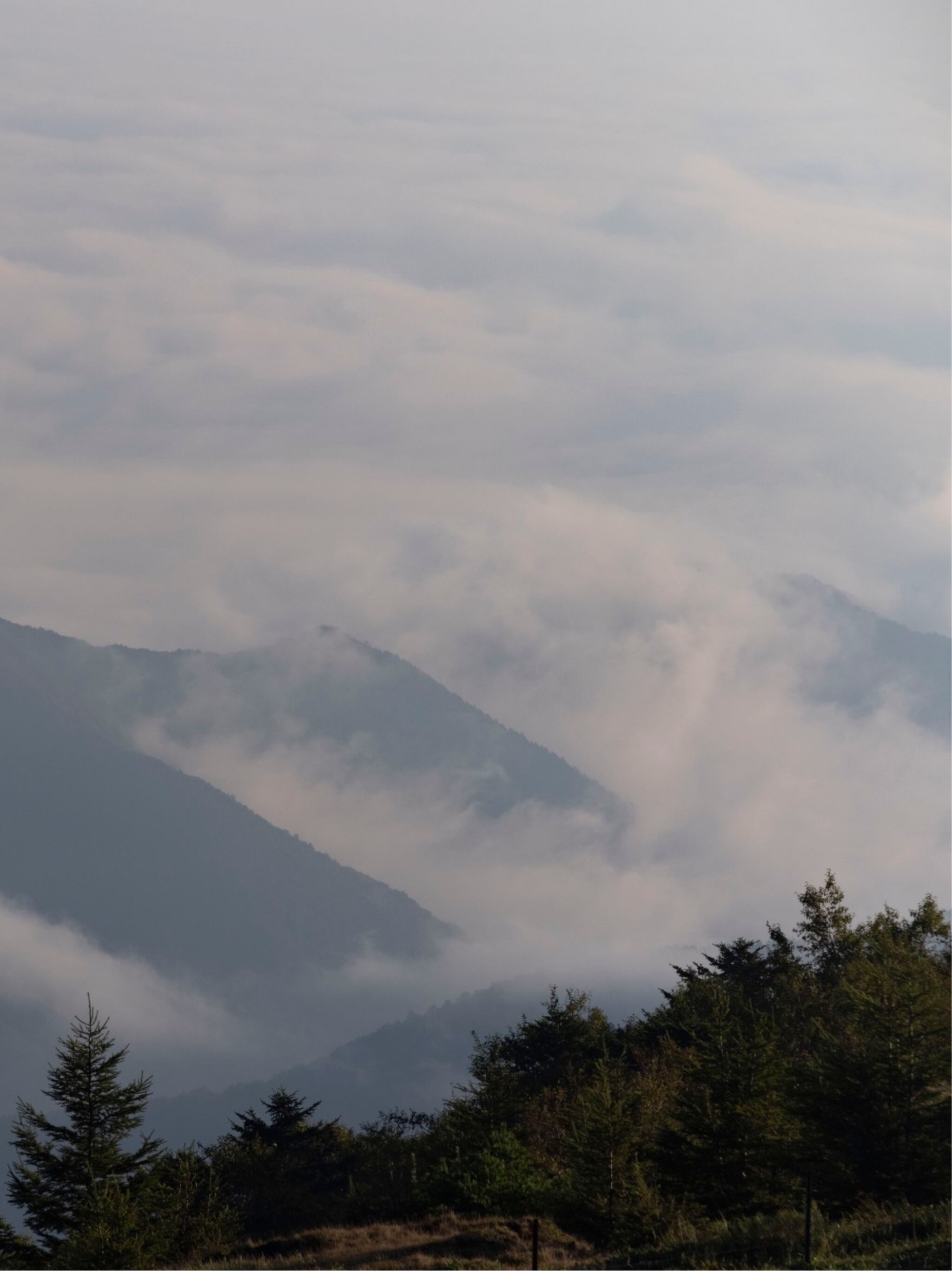 コロンビア パシオン デラ シエラ