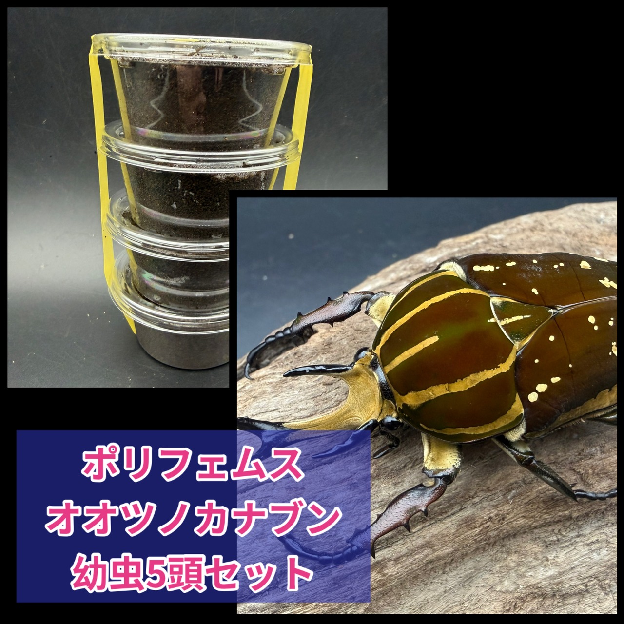《ポリフェムスオオツノカナブン 幼虫5頭セット》