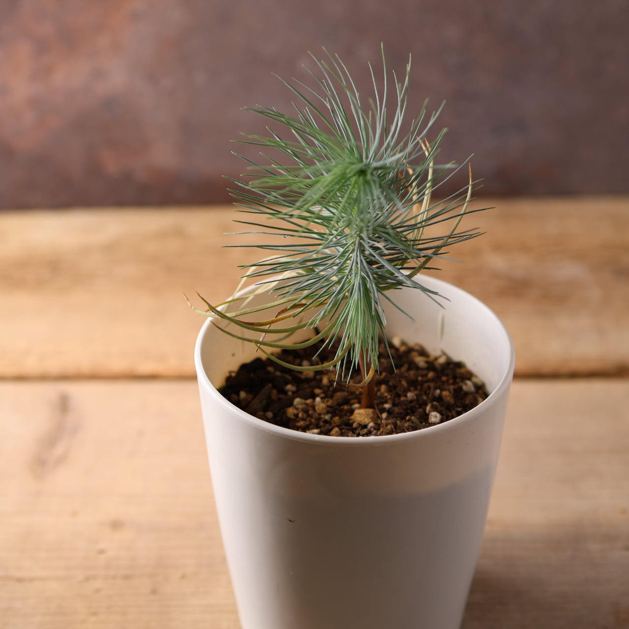 マルチネス　ピニョンマツ　株立ち マルチネス ピニョンマツ 株立ち - メルカリ