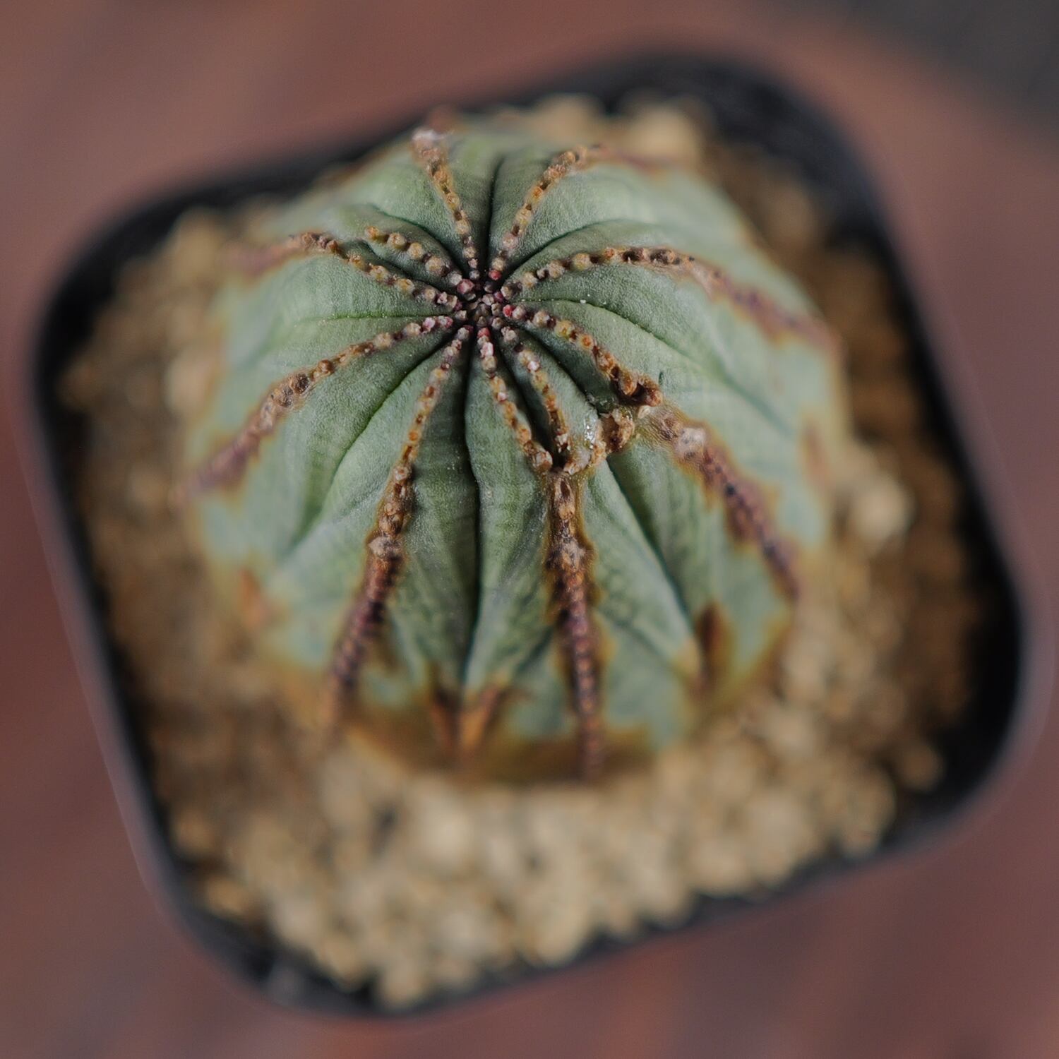 メス株 木質化 オベサ / ユーフォルビア | LIGHTHOUSE.PLANTS - 海外