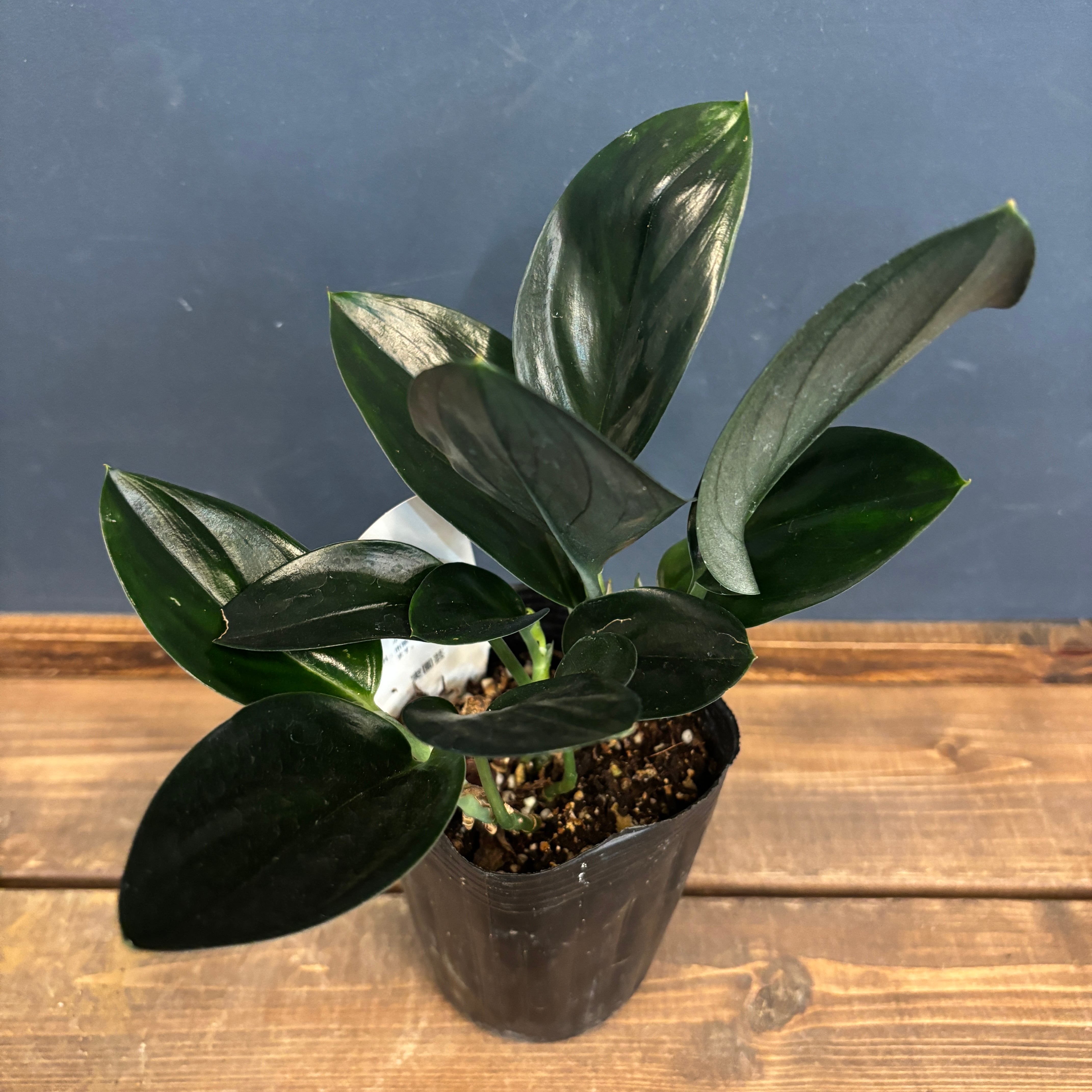 スキンダプサス ブラック【796】 | PROTOLEAF プロトリーフ