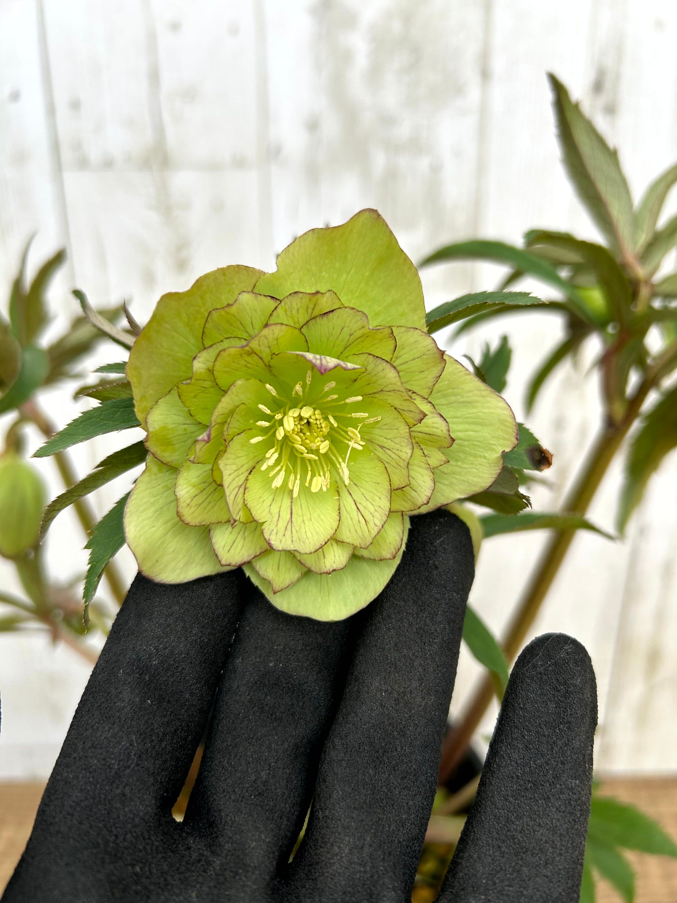 ALL ITEM | フラワーガーデン泉 オンラインショップ