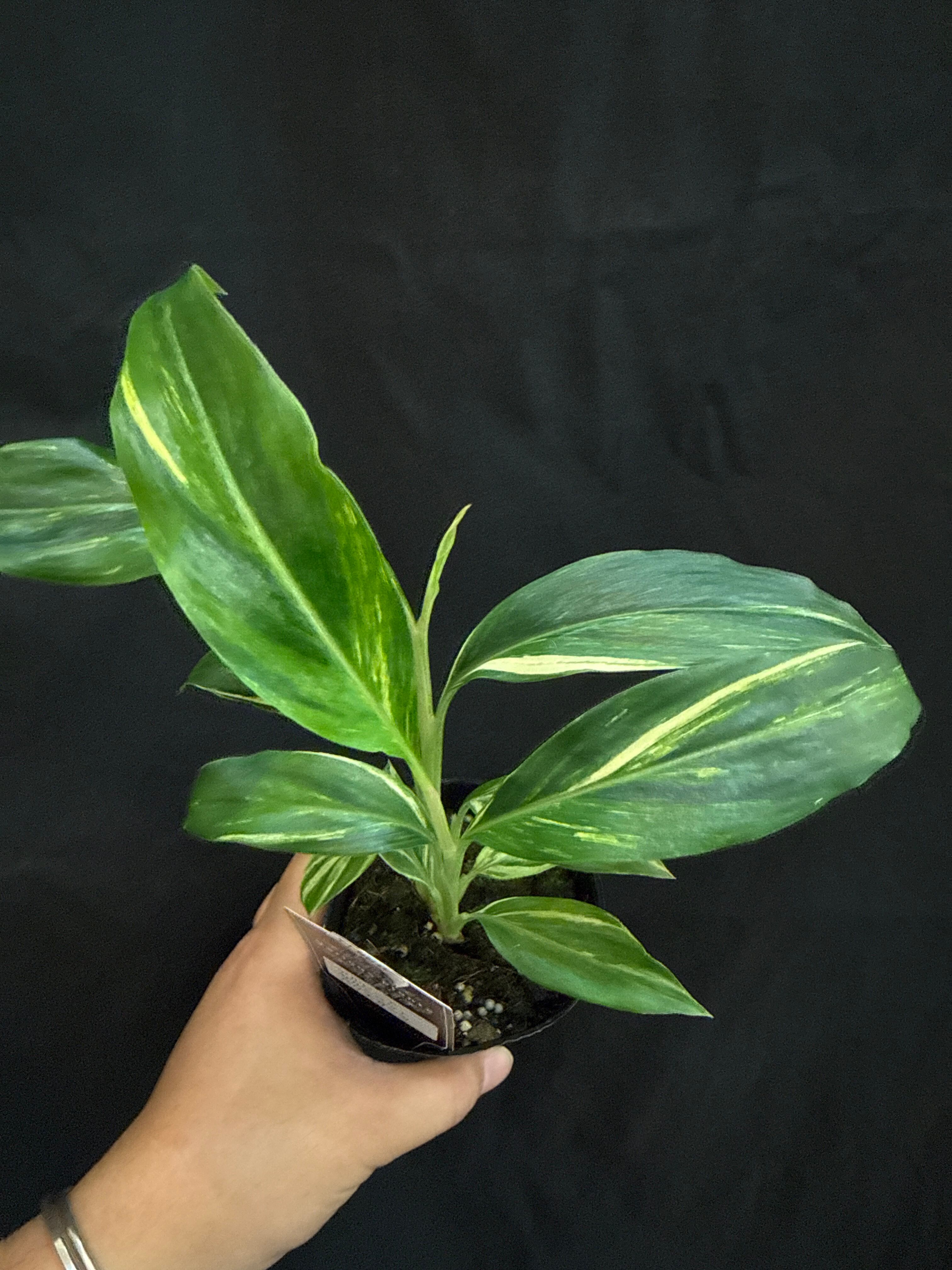 ドリナリア リギデュラ ホワイティ | Gardenえん 【観葉熱帯植物】
