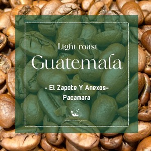 【グアテマラ】El Zapote Pacamara Natural｜Light Roast
