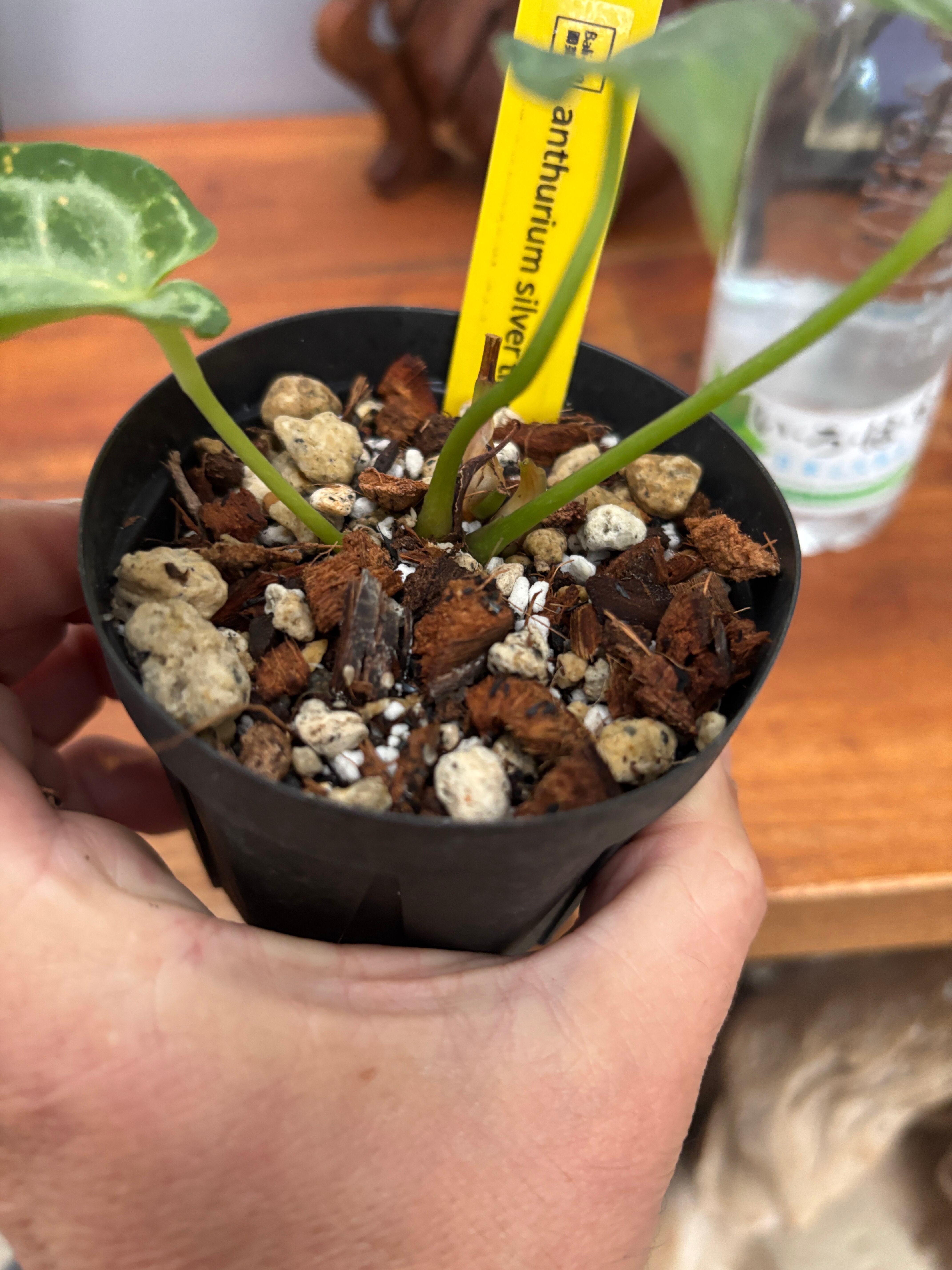 アンスリウム　シルバータイガー アンスリウム シルバータイガー ② | BA PLants