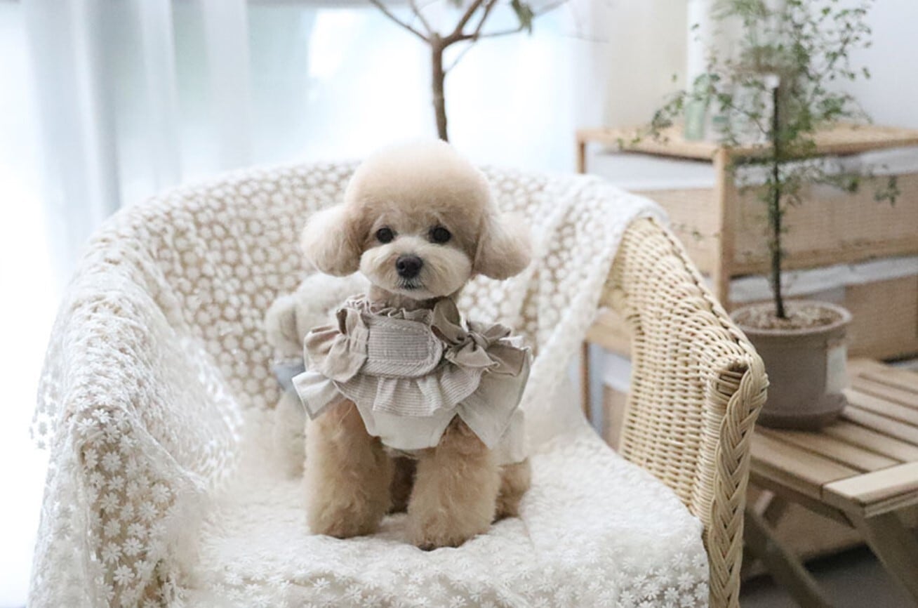 XL/即納【COZY N】Cozyn Linen Harness《BeigeStripe》 | haneulpet