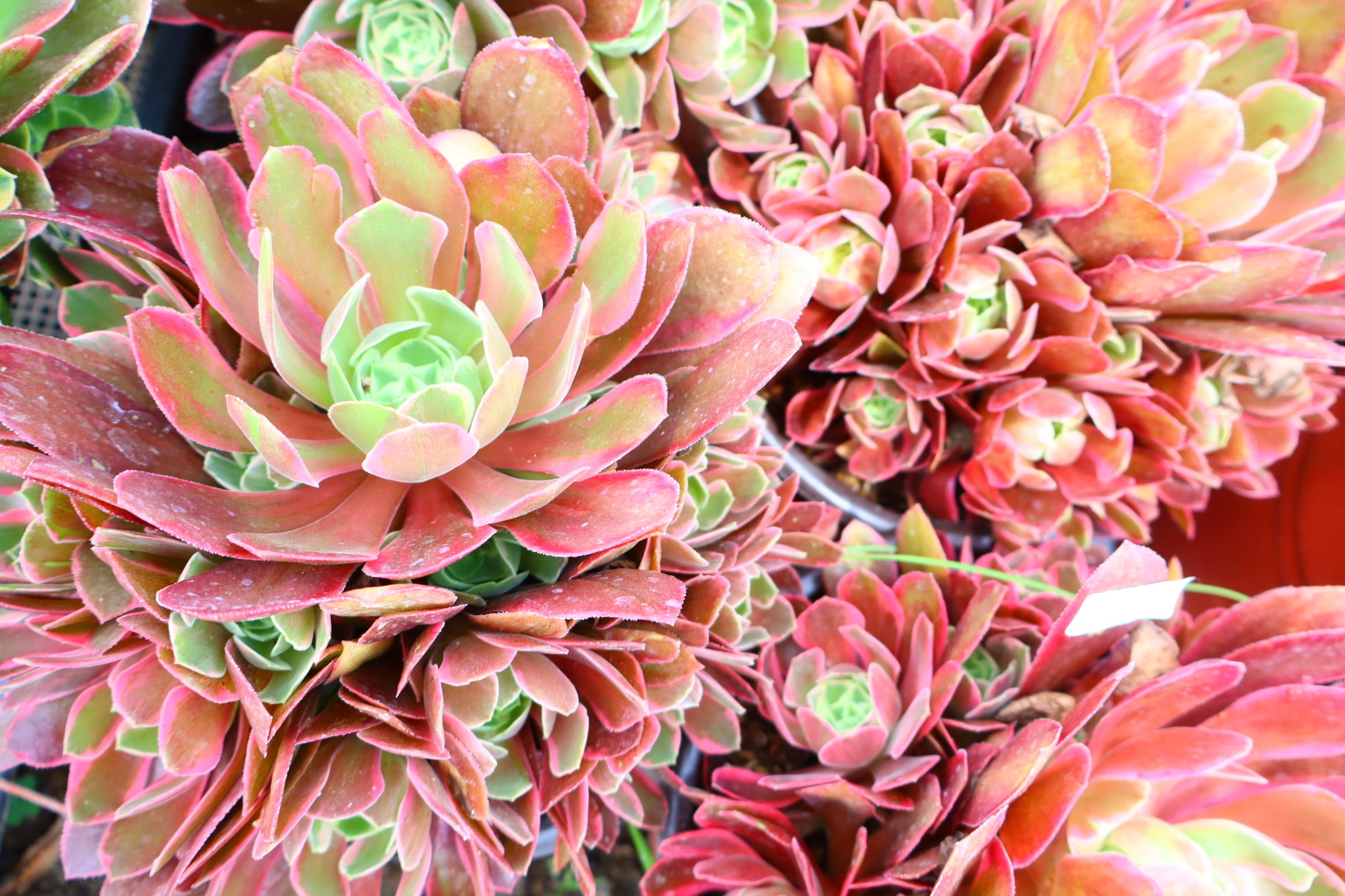 アエオニウム　けんと 予約用 アエオニウム・ヴィナ斑入り群生（特大） | 二代目大和高原の多肉屋