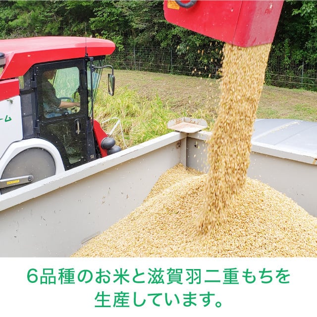 19番　受付終了　新米30キロ 年間予約・定期便〉きぬむすめ 農家直売・特別栽培米 玄米30kg 2ヶ月