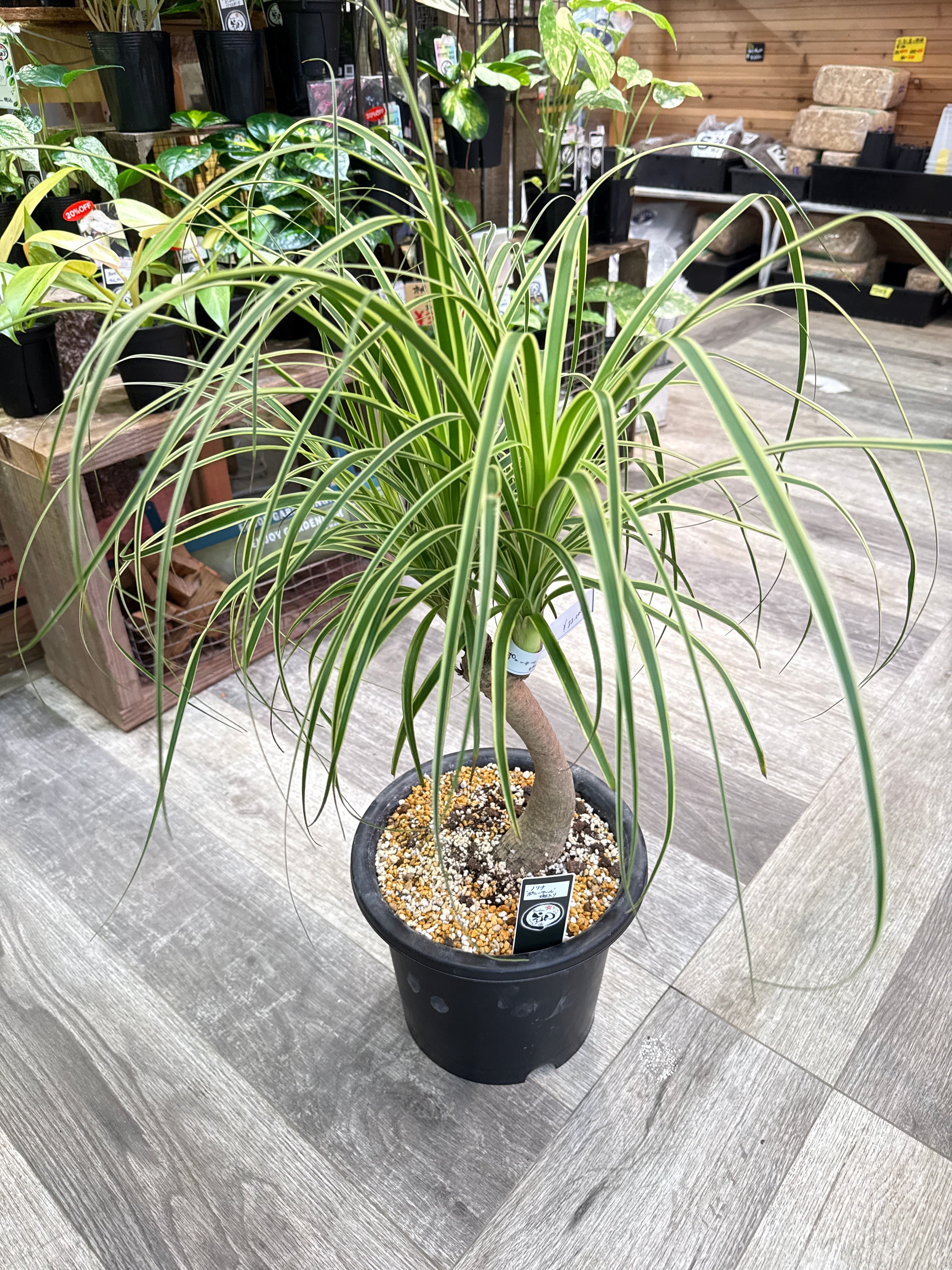 トックリラン ノリナ 覆輪斑 'ポニーテール' | Gardenえん 【観葉