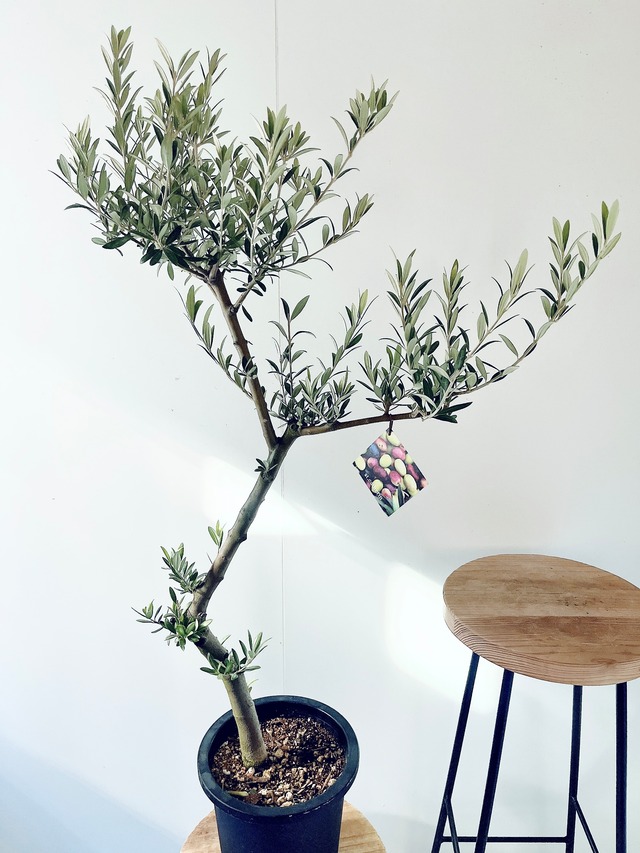 【一点もの】SOUJU オリーブ セントキャサリン 一点もの 観葉植物 calm cafe