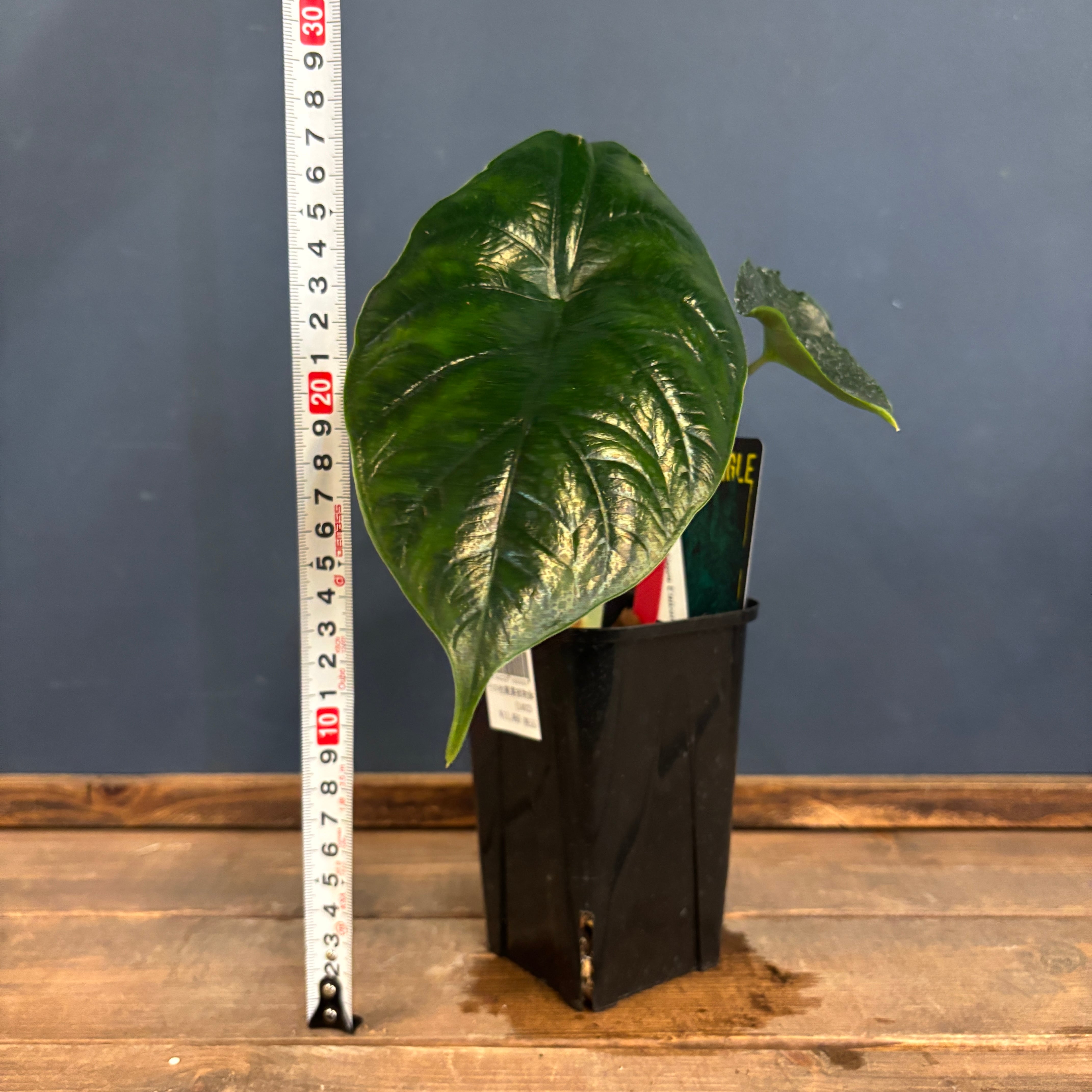 クリアランス】アロカシア グリーンユニコーン【569】 | PROTOLEAF