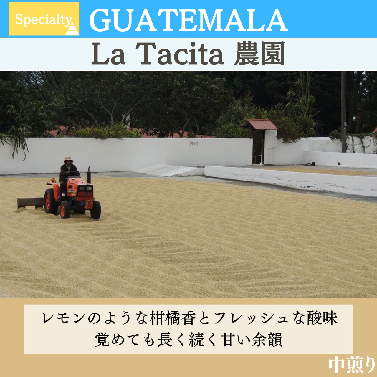 ［250ｇ］　グァテマラ　「La　Tacita農園」