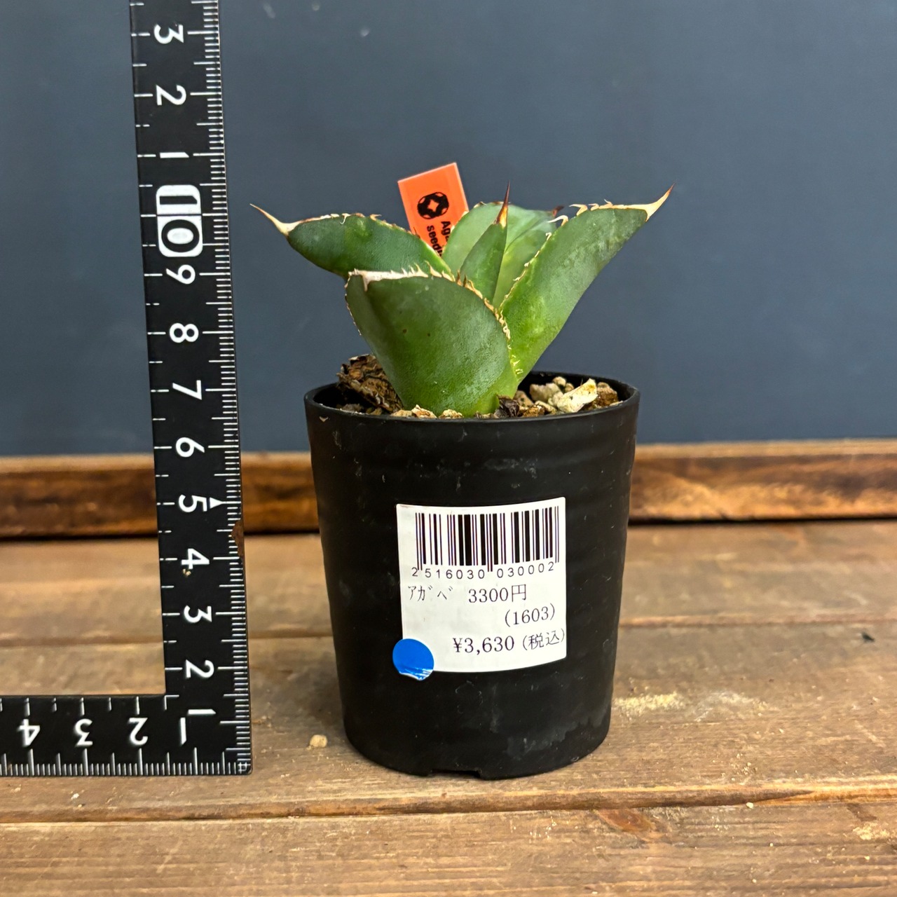 アガベ　オテロイ　実生【600】