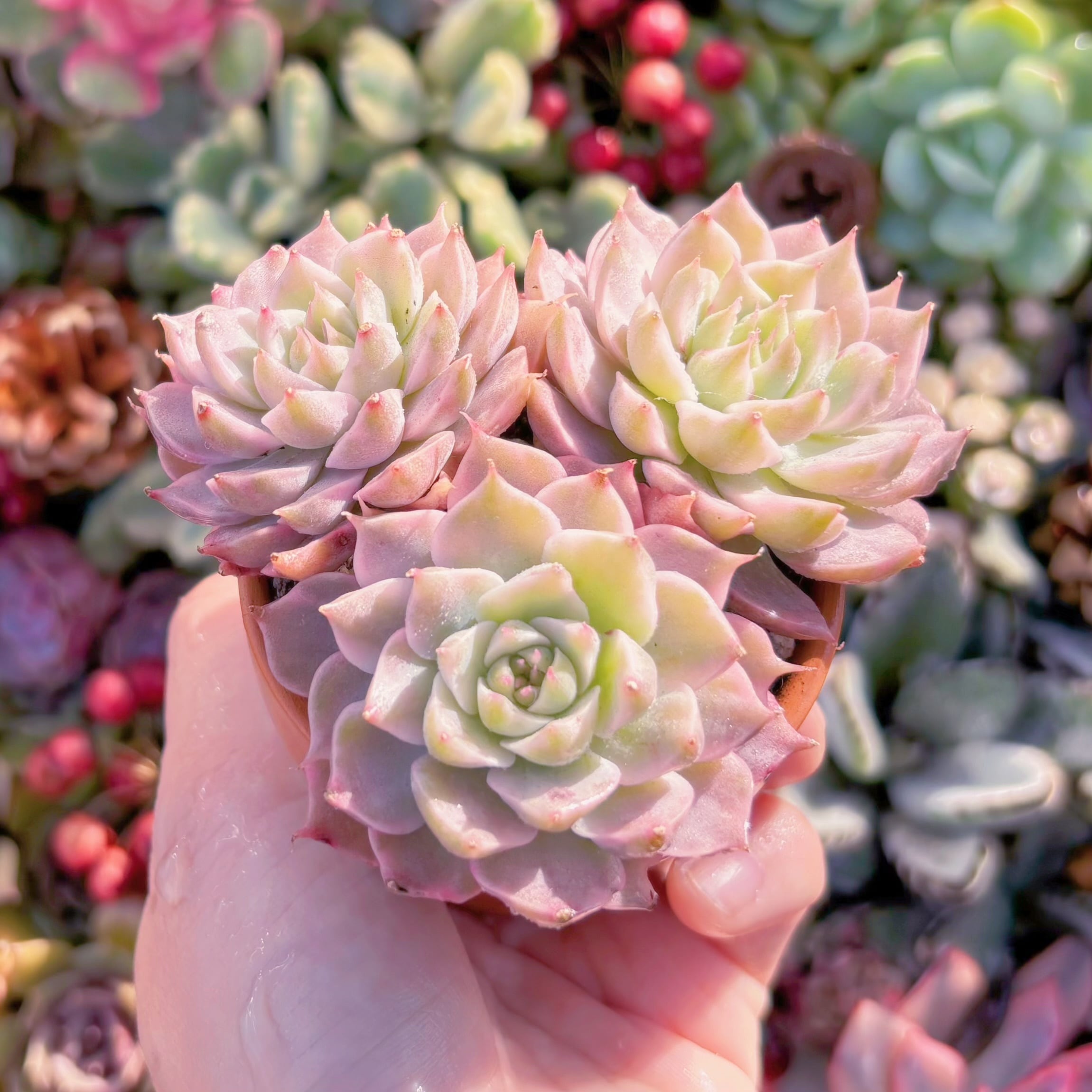 多肉植物 マーガレット錦 群生(3~4頭) 新入荷 るる農園 | るる農園