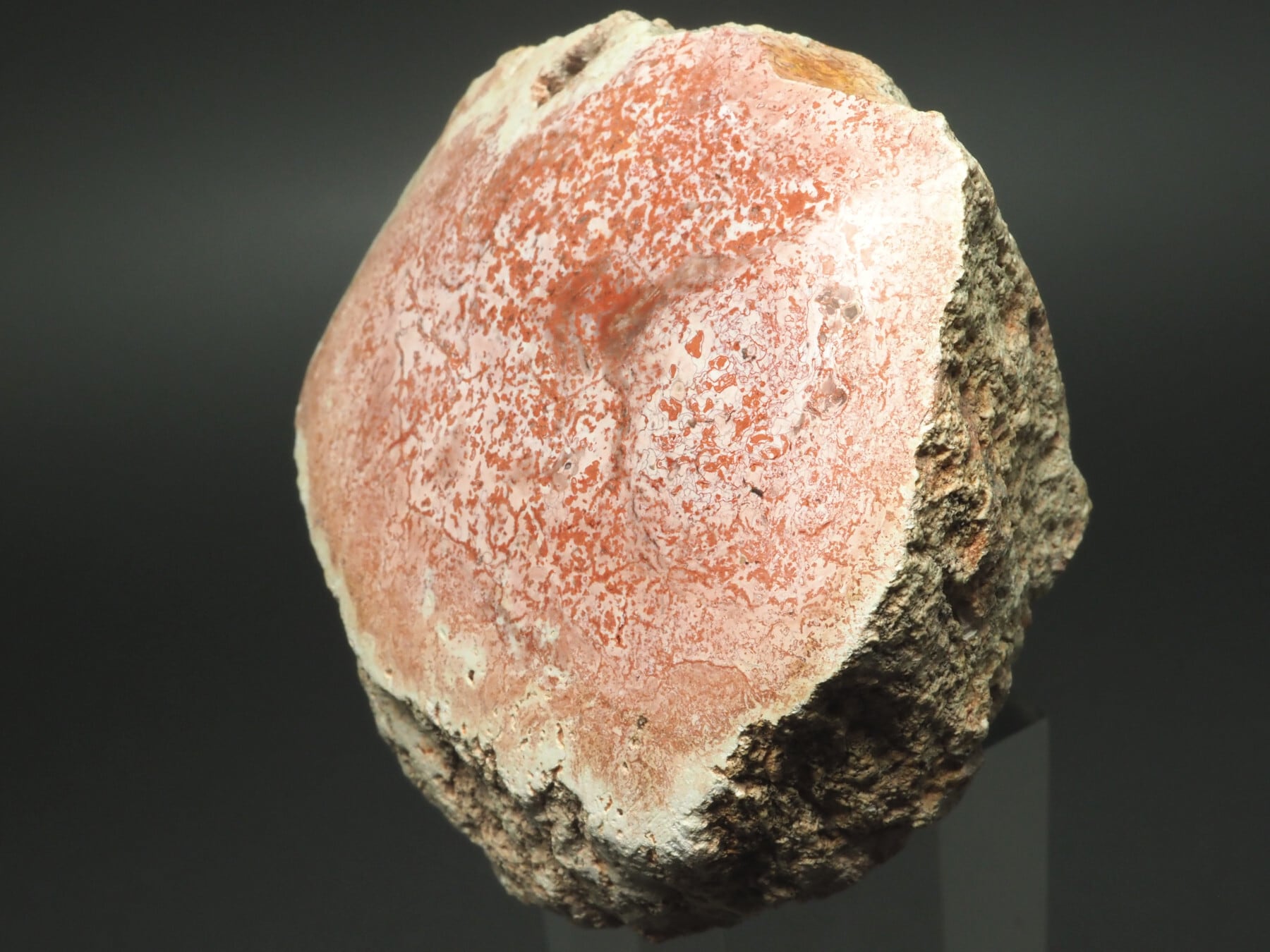 FOSSILS / 化石 | 化石・隕石・鉱物の販売 JURASSIC! (ジュラシック